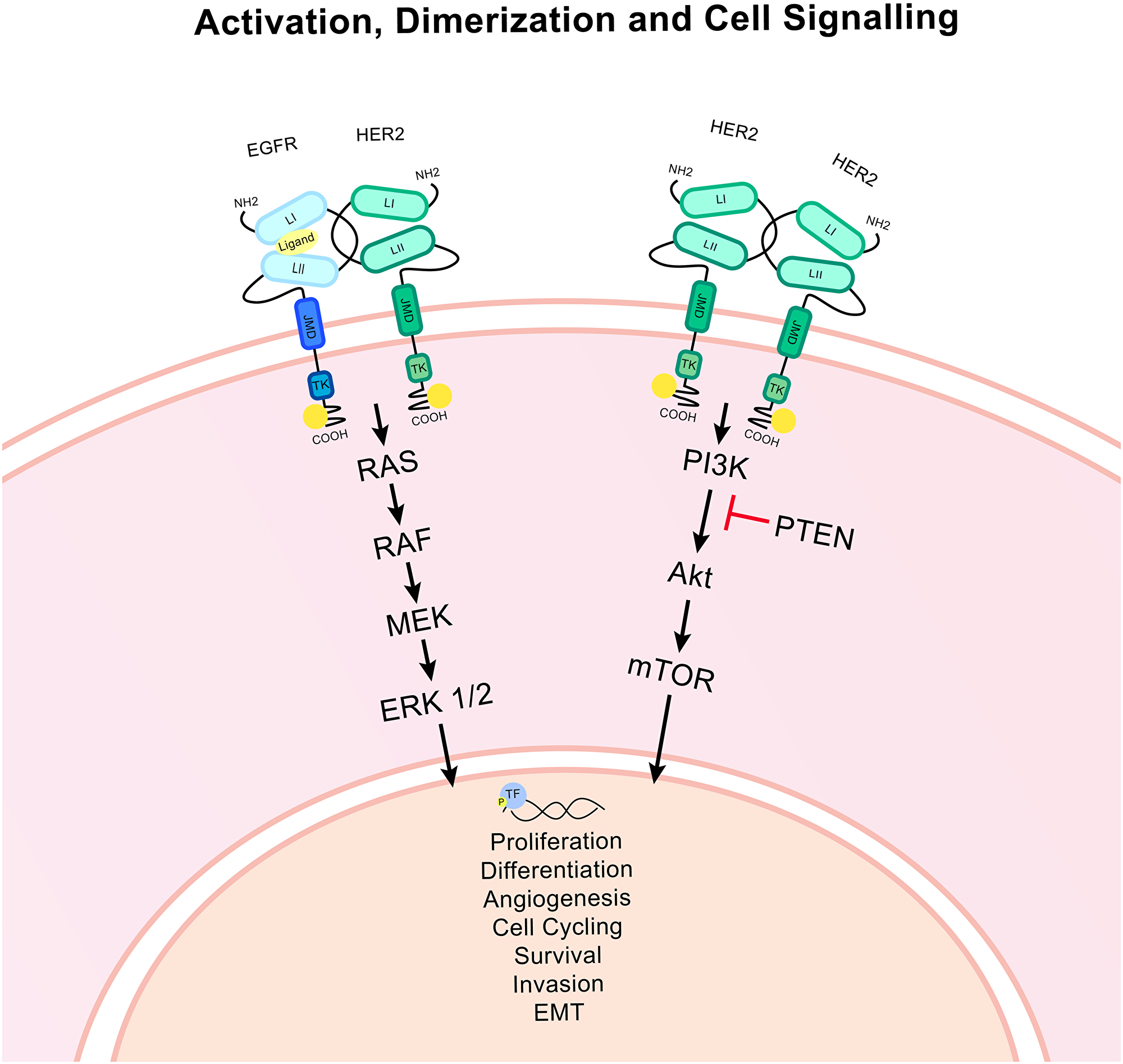 HER2 associated signalling pathways