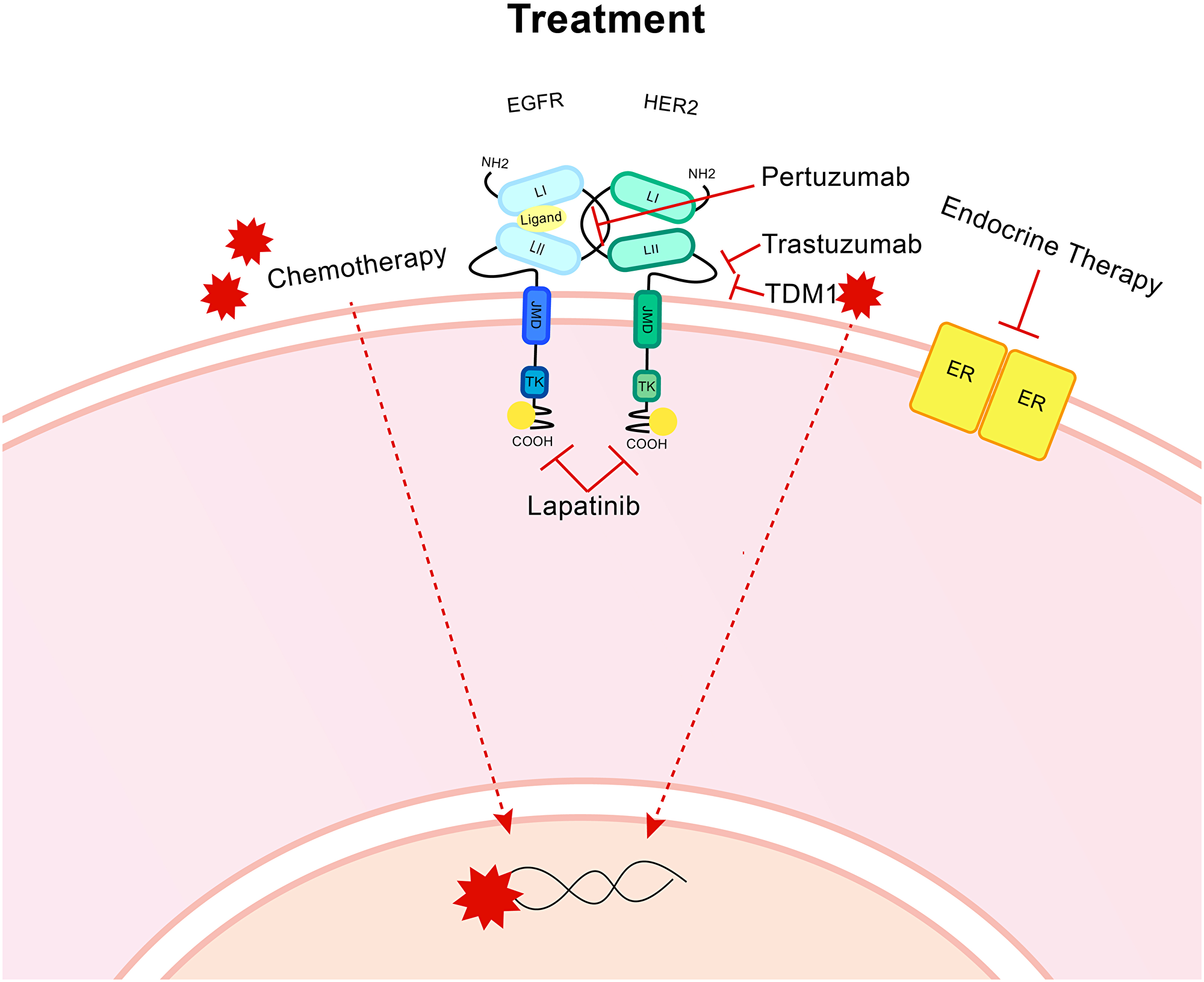 Treatment for HER2+ breast cancer