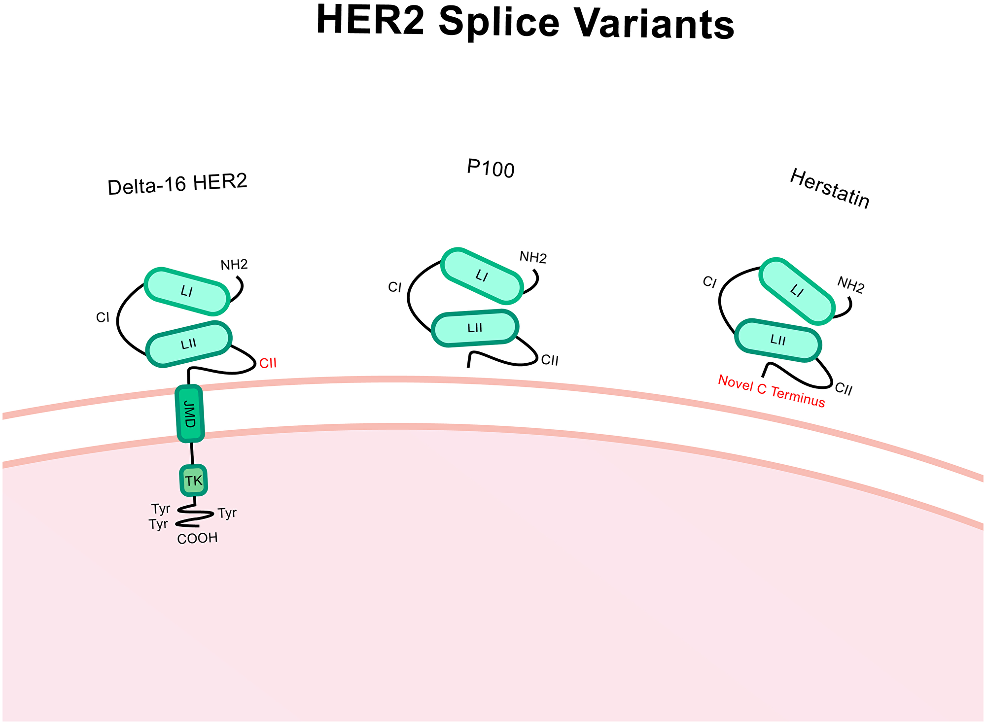 Structure of Δ16-HER2, P100 and herstatin splice variants
