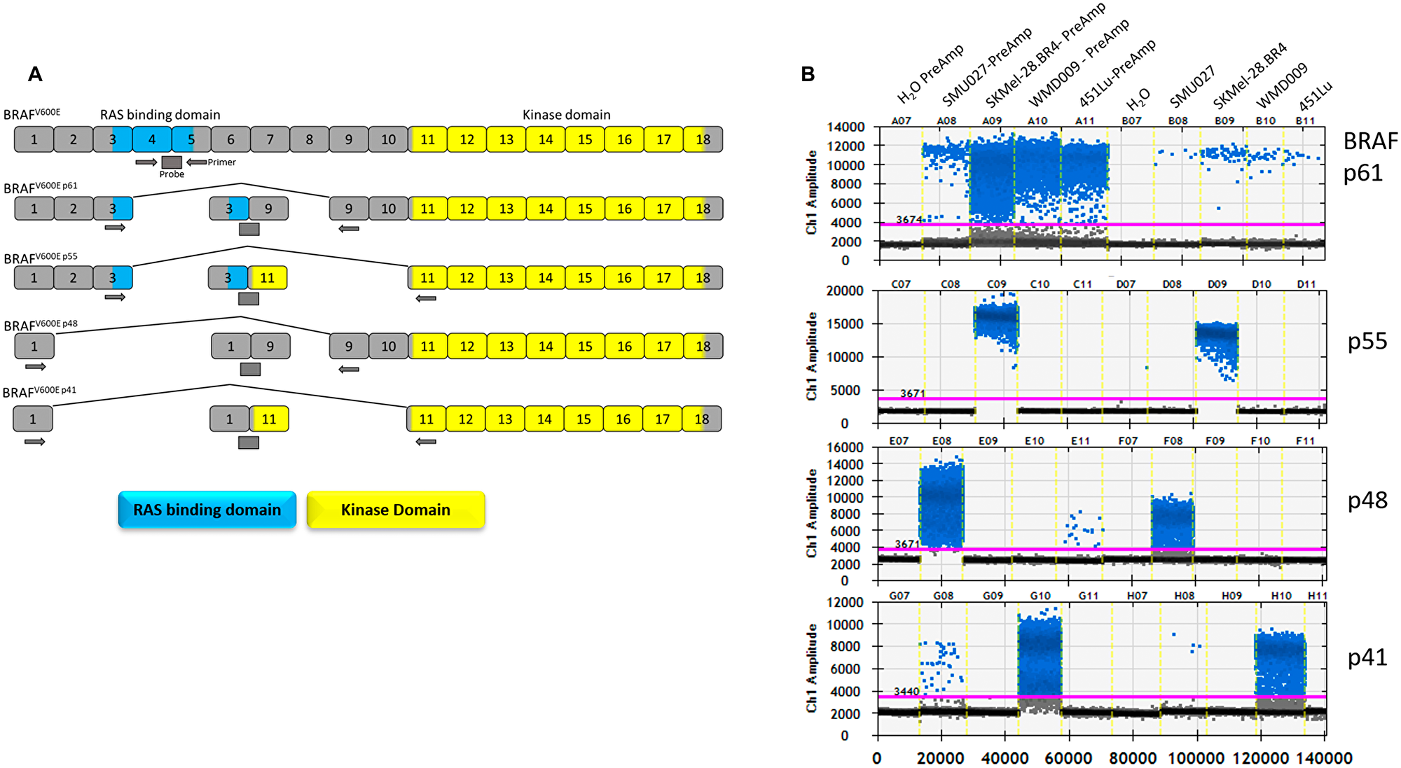 BRAF splice variants detection by droplet digital PCR