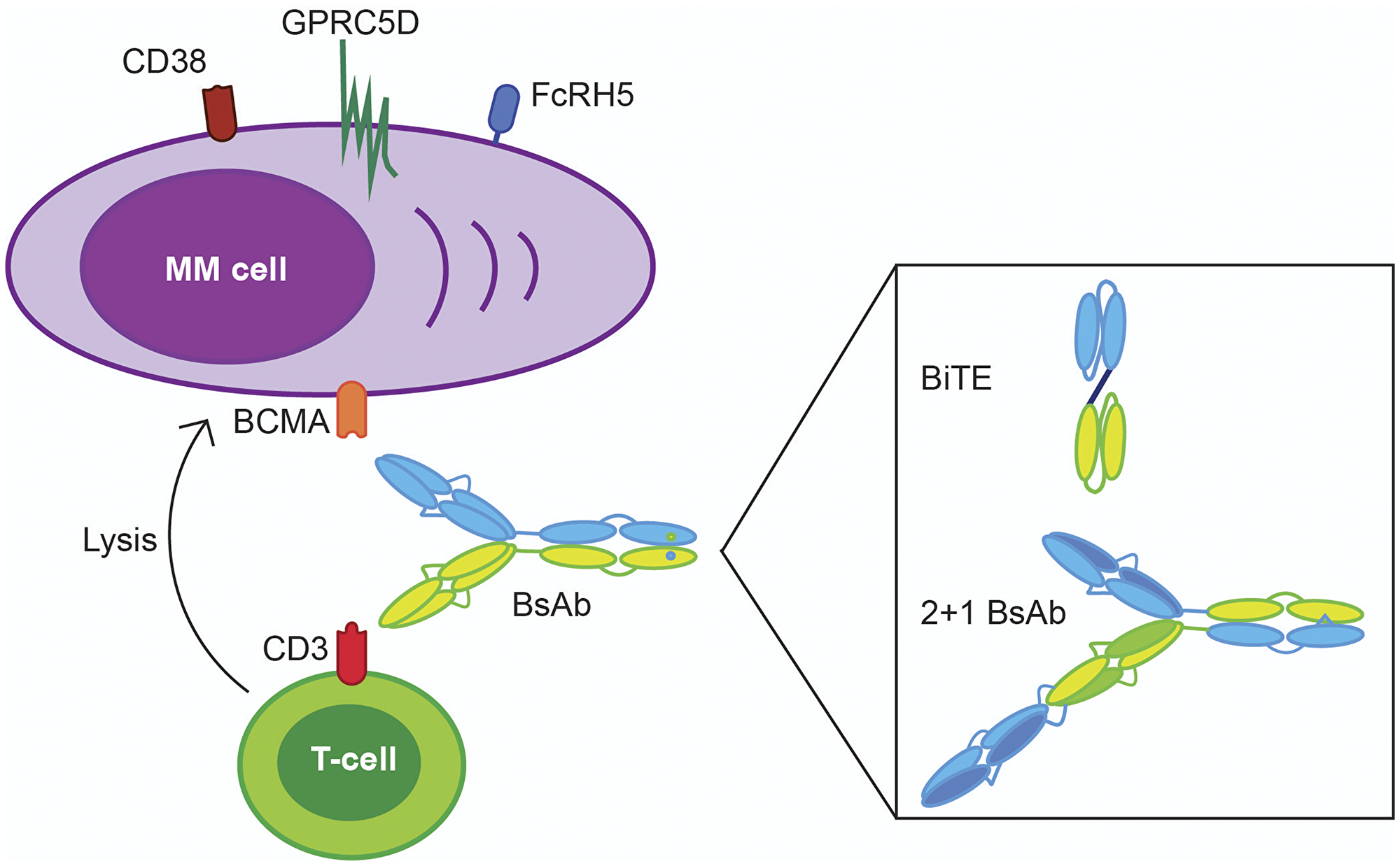 Examples of bispecific antibody designs used in clinical trials with multiple myeloma patients