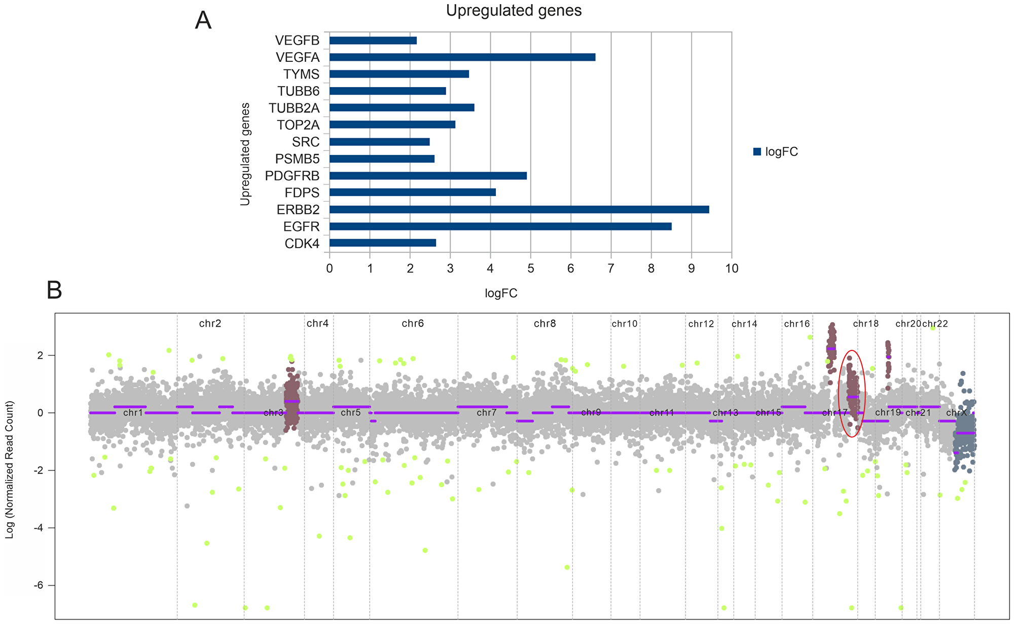 (A) Transcriptome analysis depicting upregulated genes based on the fold change values. (B) CNV plot depicting copy number amplification. Highlighted is the amplification of CDK12, PGAP3, and ERBB2 in chromosome 17.