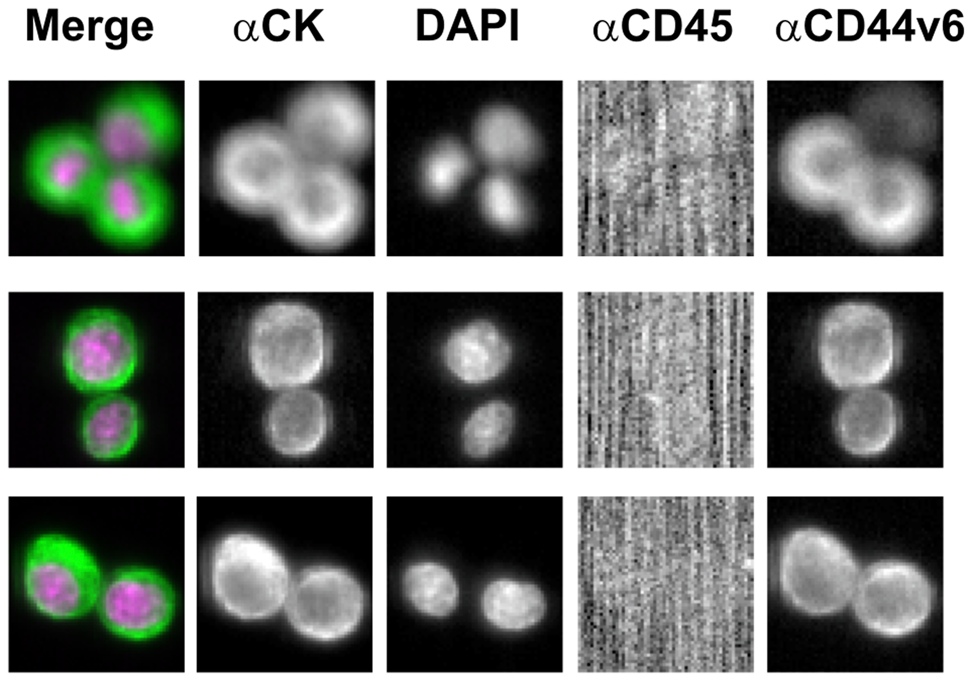 Illustrative images of CD44v6 immunostaining of MDA-MB-231 cell line through CellSearch® system (antibody concentration: 0.02 μg/mL; Exposure Time: 0.4 sec)