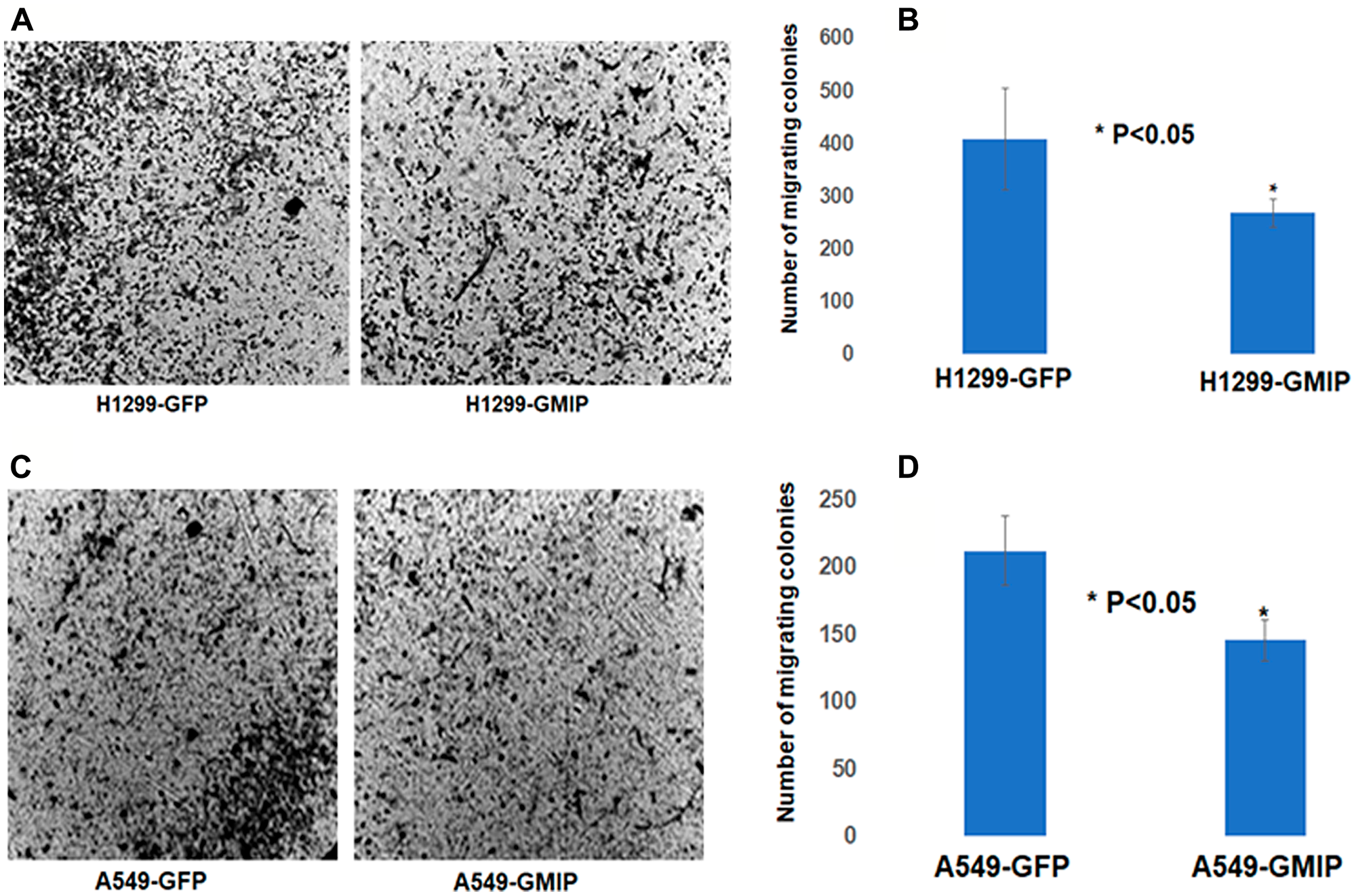 The BD BioCoatTM MatrigelTM Invasion Chamber was used to assess cell invasion/migration of H1299 and A549 cells transfected with GFP or GFP-GMIP plasmid