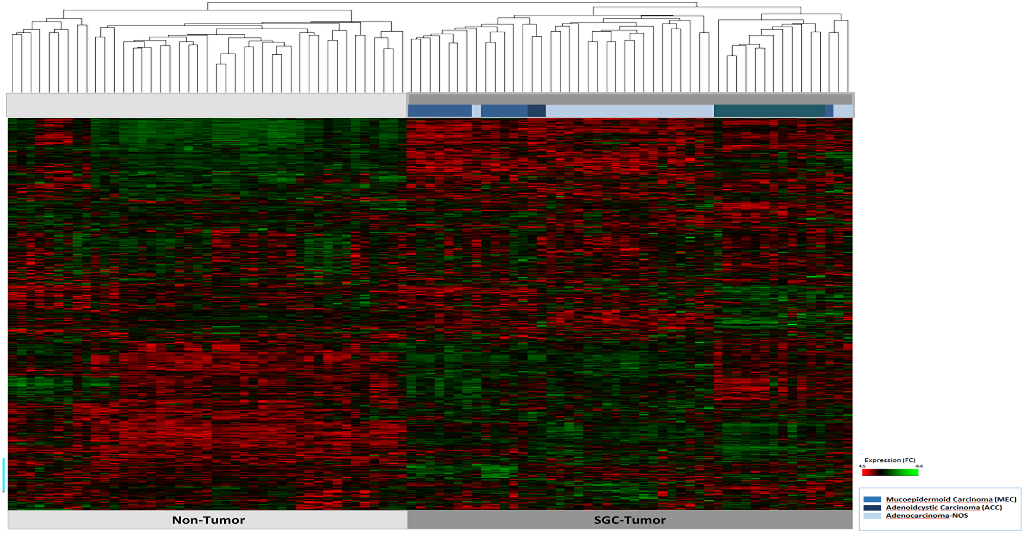 Hierarchical cluster analysis of all 47 patient samples of tumor tissue (n = 47) and corresponding non-tumor tissue (n = 47)