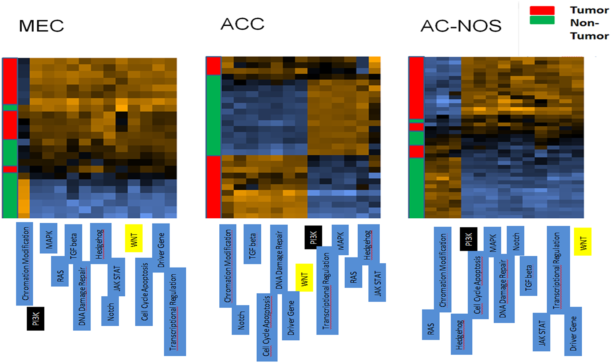 Cluster analysis of patient tumor samples and corresponding non-tumor of each tumor entity (MEC, ACC, AC-NOS)