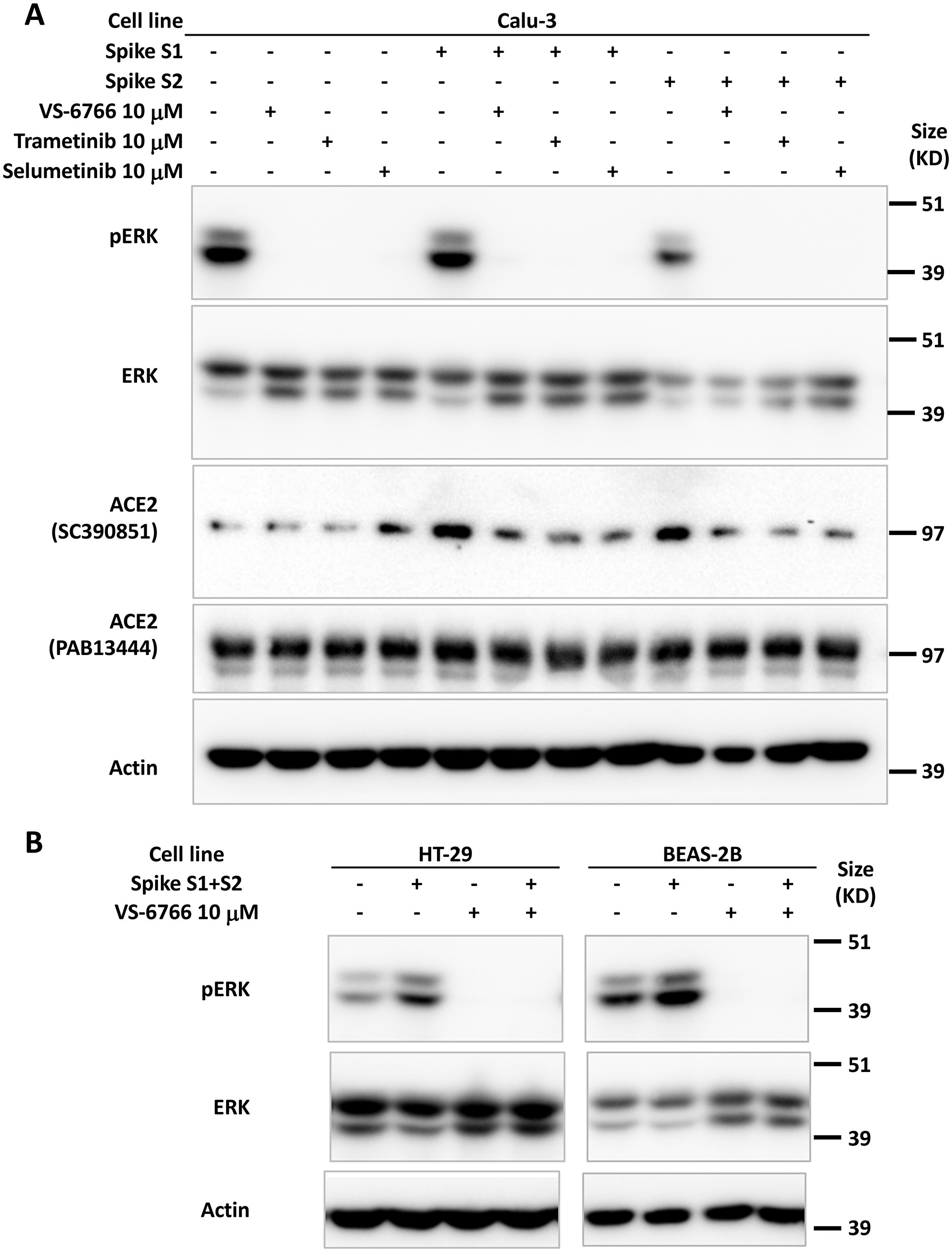 Increase in pERK by recombinant SPIKE protein is suppressed by MEK inhibition