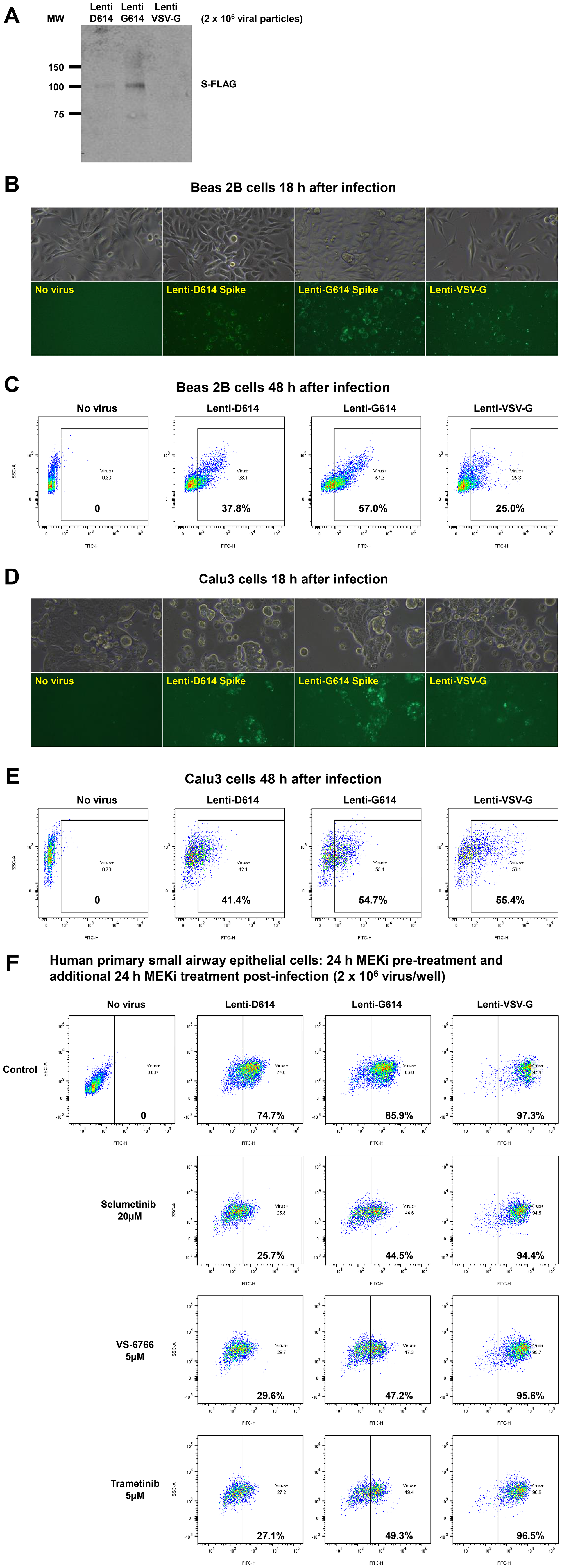 Establishment of a SARS-CoV-2 pseudovirus that expresses SPIKE protein variants on the envelope of a lentiviral core, infection of human airway epithelial cells or lung cancer cells, and demonstration of MEKi attenuation of infectivity on primary human cells