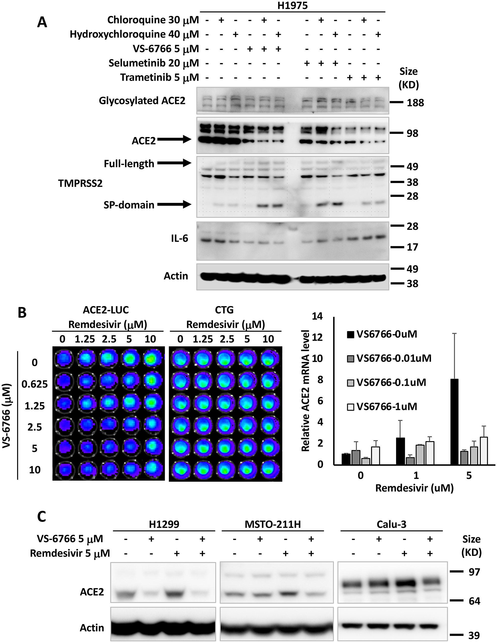 MEK inhibitors alone or in combination with remdesivir suppress ACE2 expression