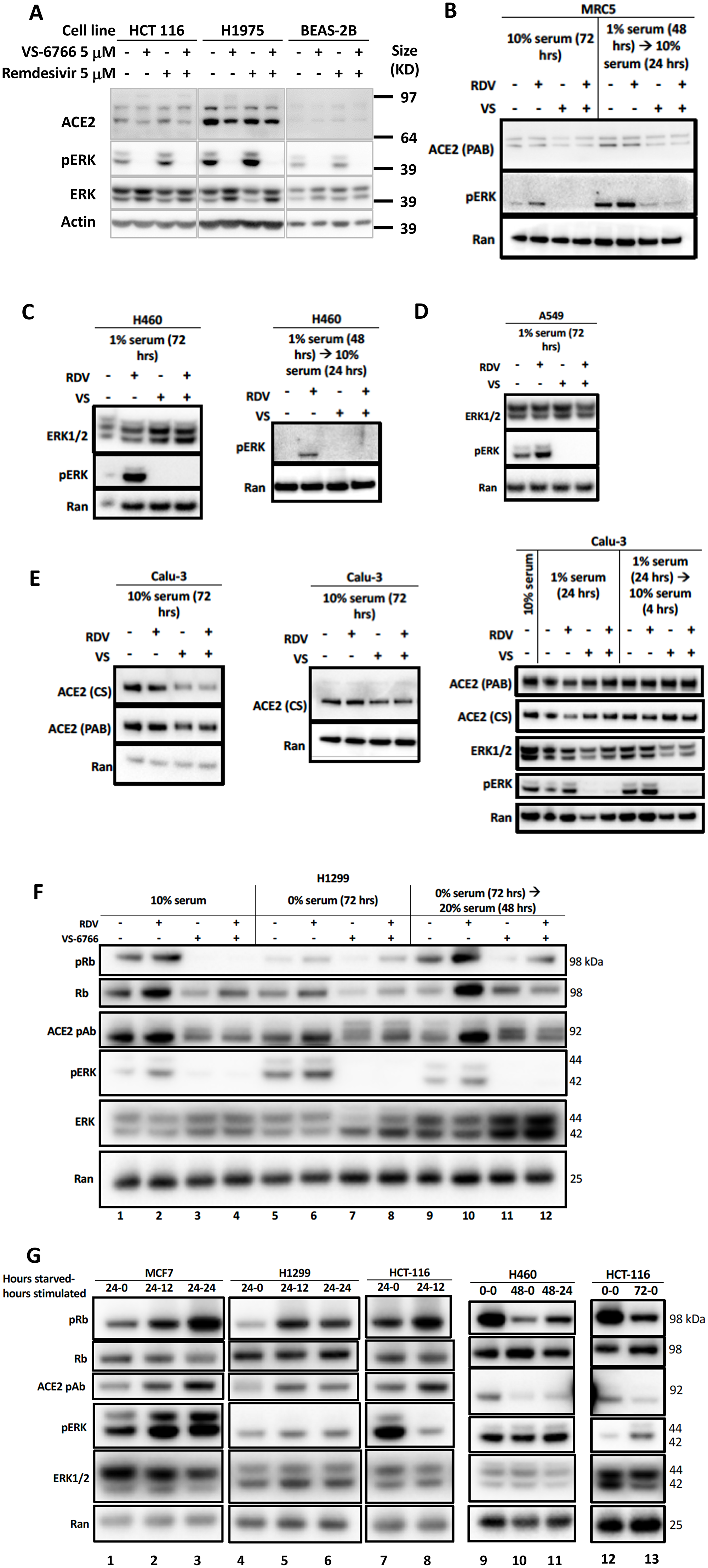 Reduced phospho-ERK and ACE2 expression by the combination of MEK inhibitor and remdesivir