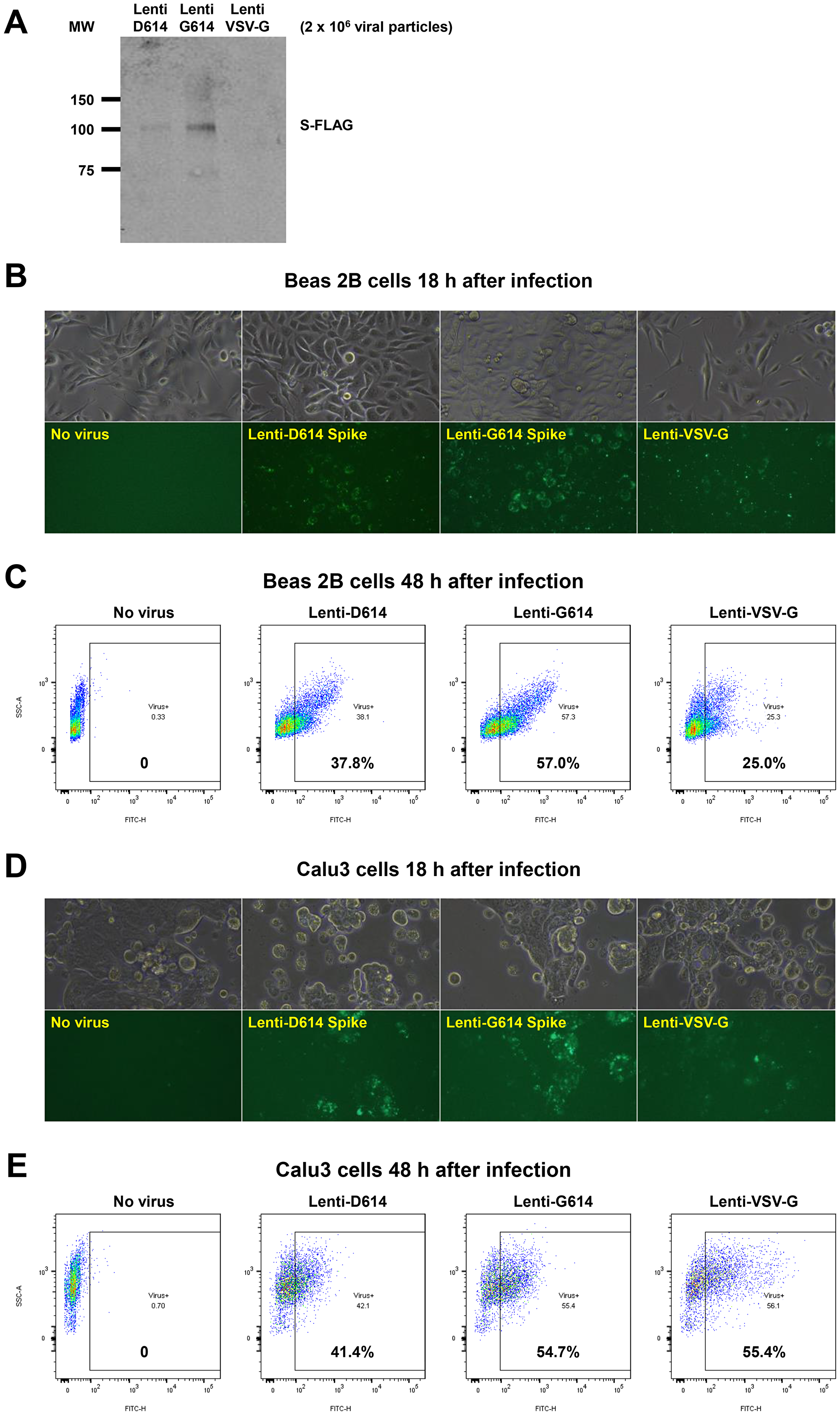 Establishment of a SARS-CoV-2 pseudovirus that expresses SPIKE protein variants on the envelope of a lentiviral core, infection of human airway epithelial cells or lung cancer cells, and demonstration of MEKi attenuation of infectivity on primary human cells