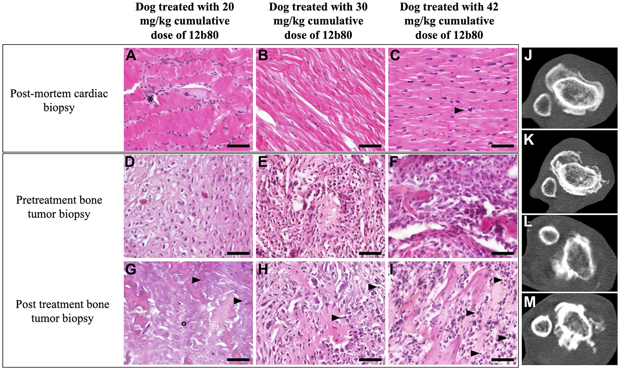 12b80 cardiac toxicity and antitumor activity in dogs