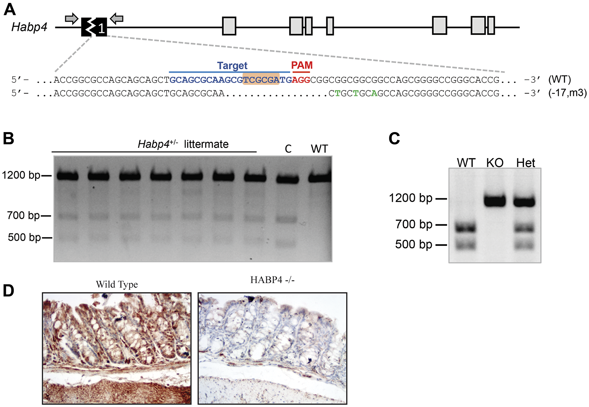 Generation of HABP4 knockout mice