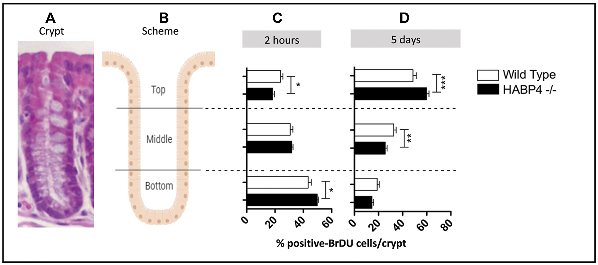 Increased proliferation in the colon epithelia of knockout mice