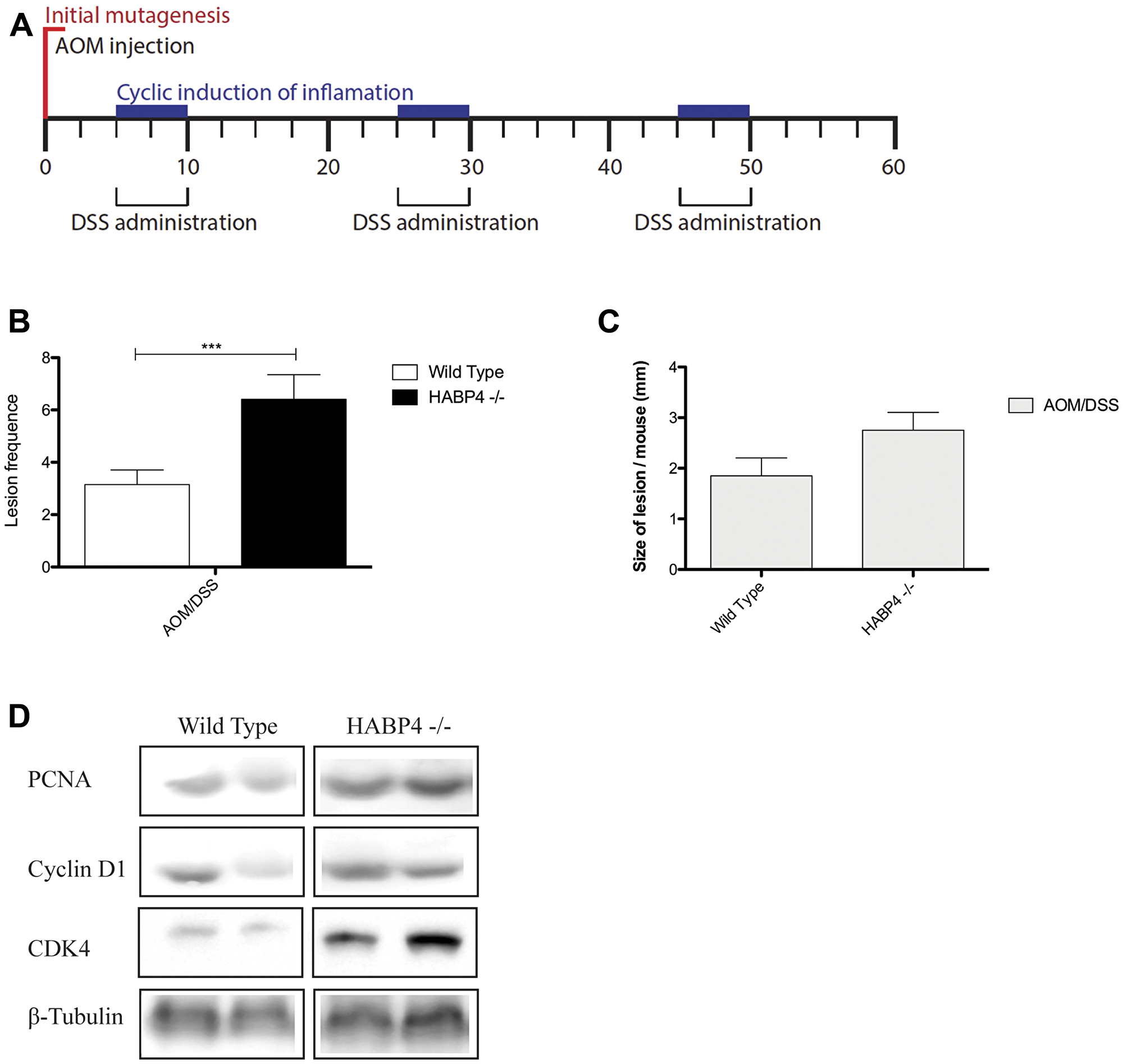 Colon tumor induction in control and knockout mice
