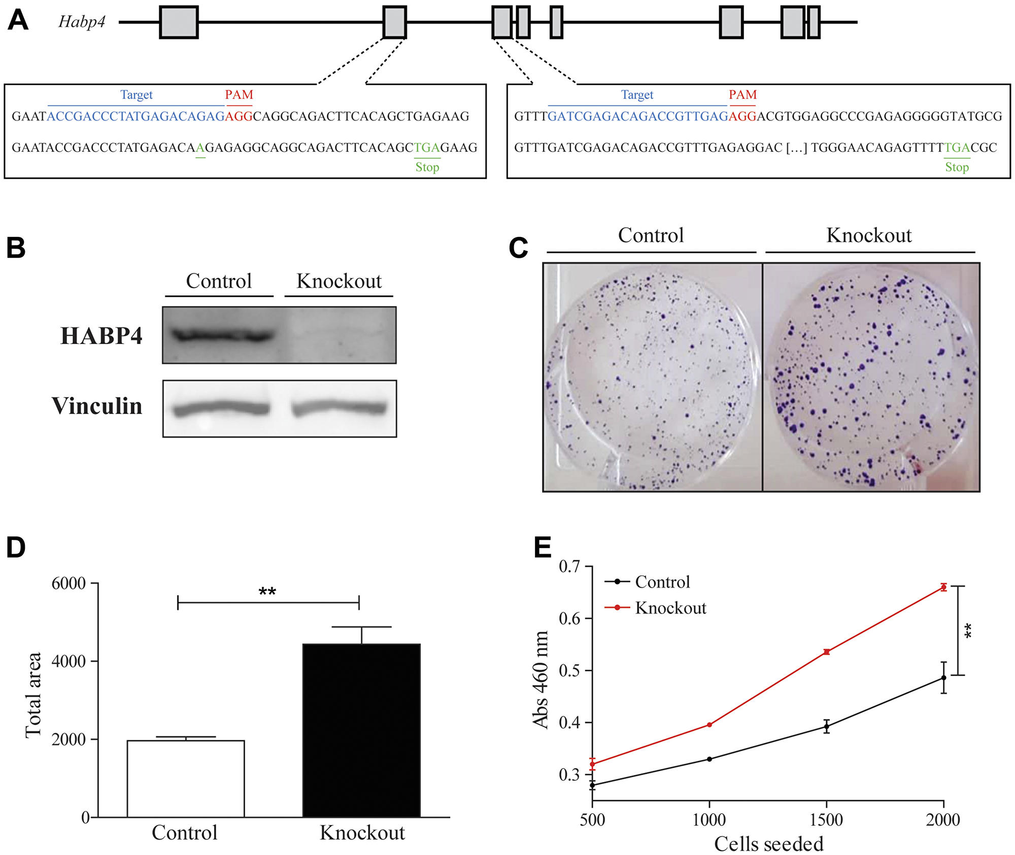 HABP4 knockout in HCT 116 cell model