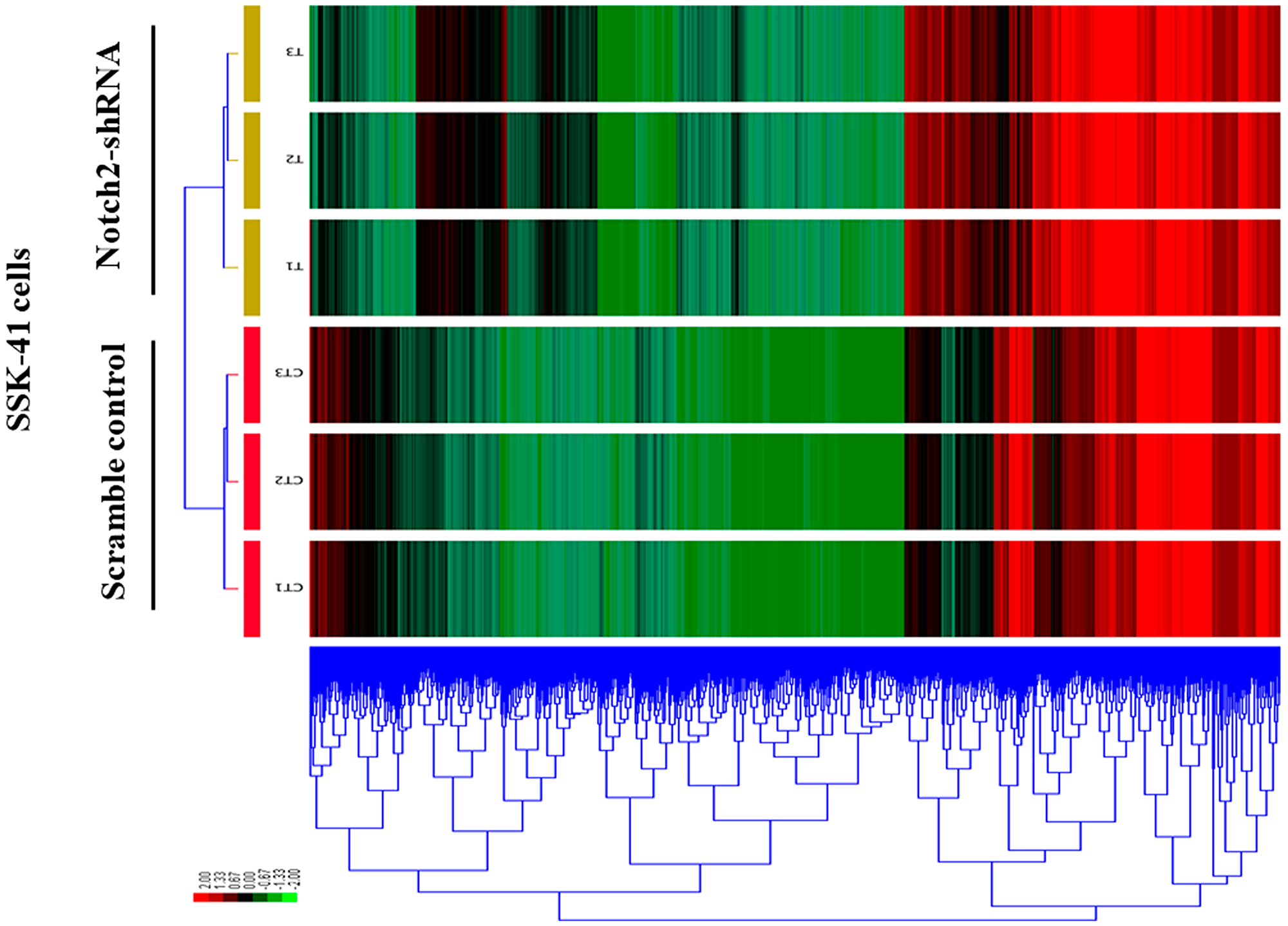 A clustered heat map showing the expression patterns of DEGs in control and Notch2-shRNA treated SSK-41 cells