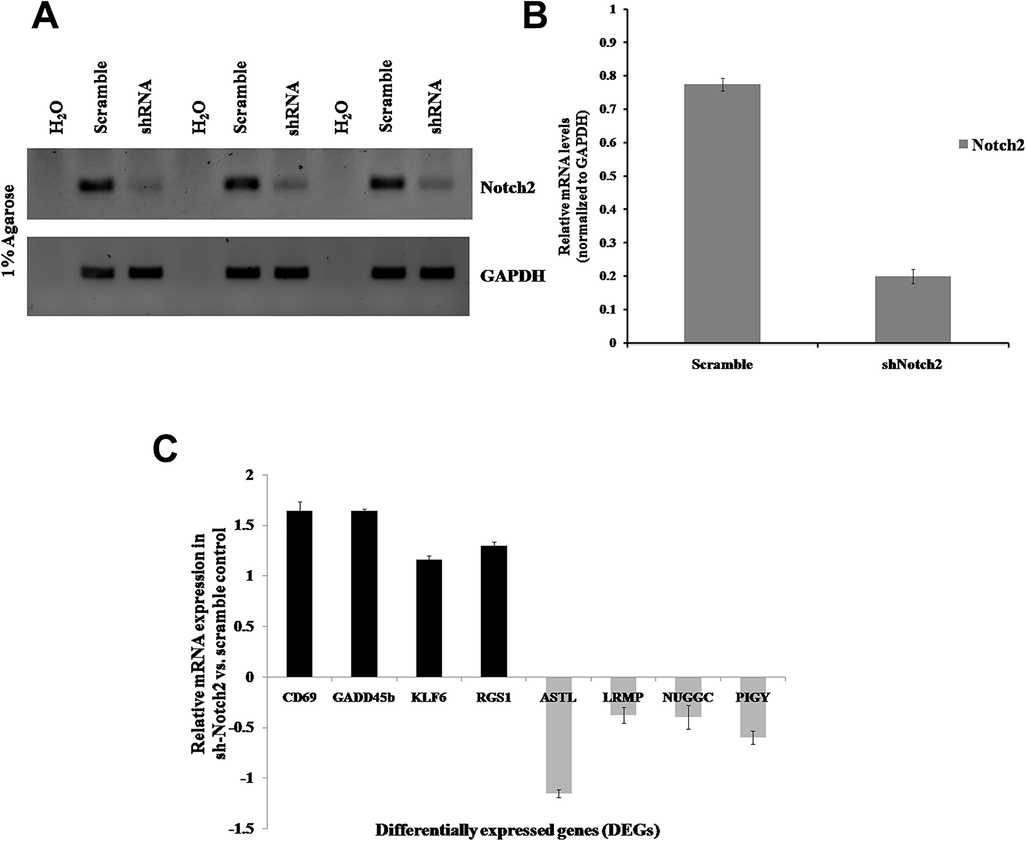 Validation of DEGs in B-cell lymphoma (JM1)