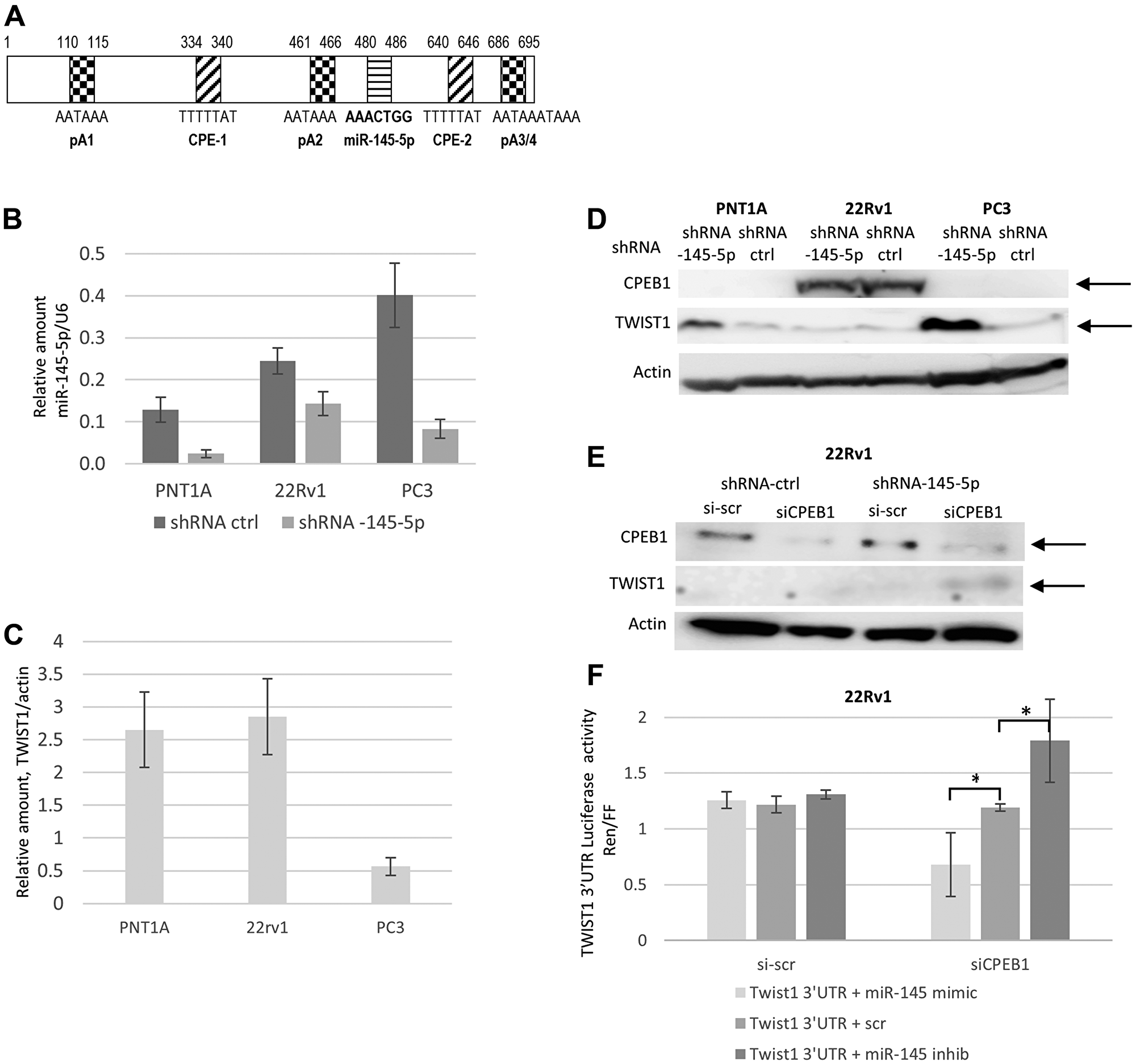 Interplay between miR-145-5p, CPEB1, and TWIST1 3′UTR regulation on TWIST1 expression in the PC3, 22Rv1 and PNT1A human prostate cell lines