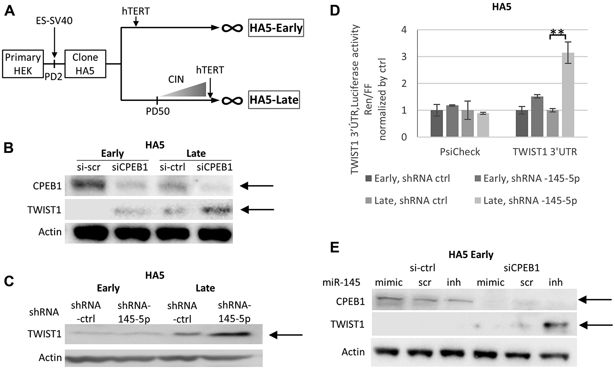 The CPEB1/Mir-145-5p interplay controls TWIST1 expression during telomere shortening in HEK cells