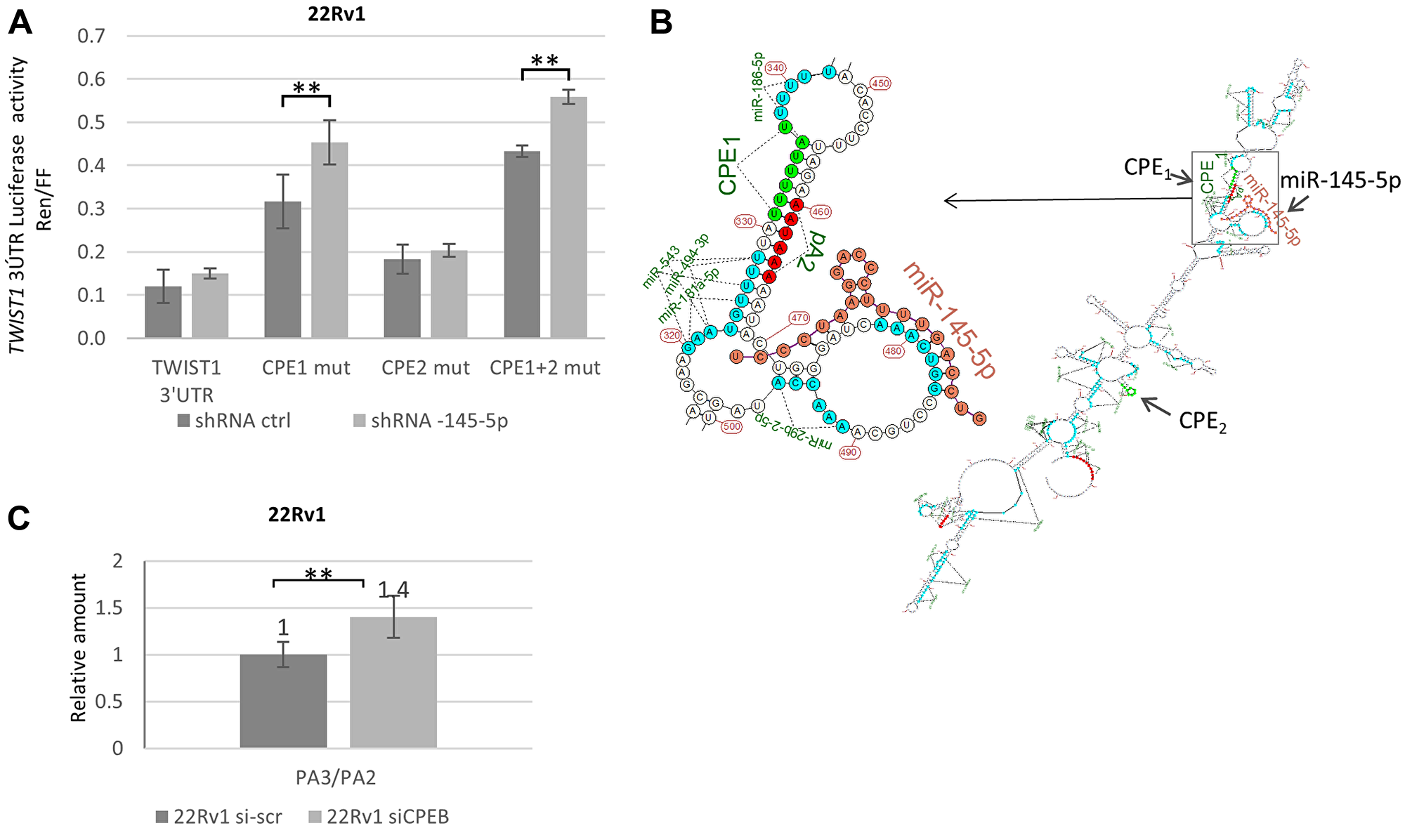 Molecular interactions between CPEB1 and miR-145-5p toward TWIST1 3′UTR are implicated in TWIST1 translation