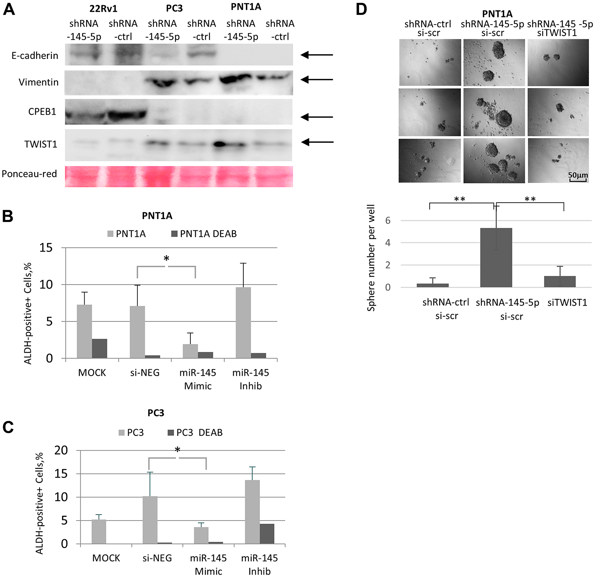Impact of miR-145-5p on TWIST1, EMT, and self-renewal properties in prostate cell lines