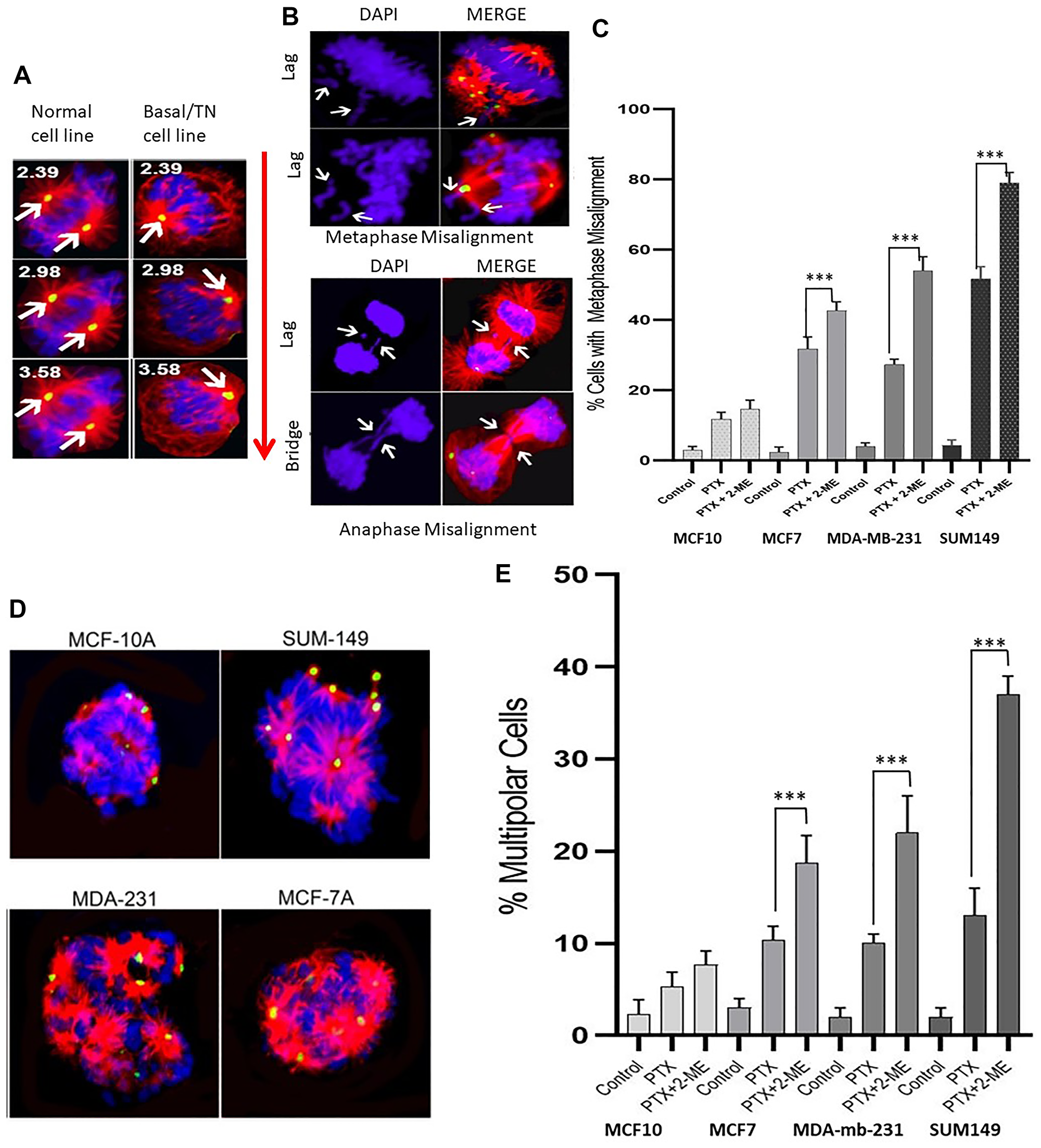 Immunofluorescence images with pericentrin (green), tubulin (red) and DNA (DAPI-blue) staining