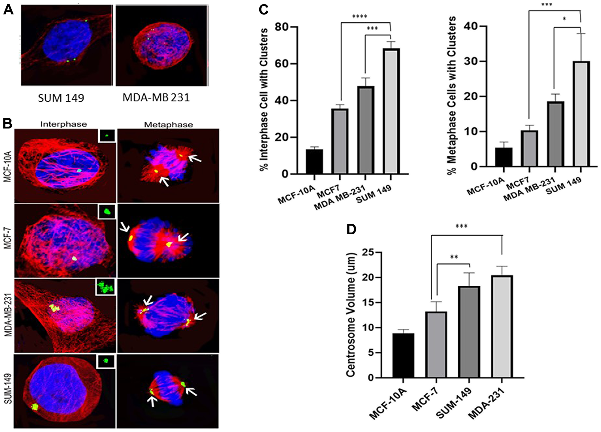 (A) Cells with amplified centrosomes (>2 centrosomes). (B) Clustered centrosomes in interphase and metaphase cells. (C) Extent of centrosome clustering in untreated cells from each of the 4 cell lines. Interphase clustering was significantly higher in MCF7, MDA-MB 231 and SUM 149 as compared to MCF-10A. A significant increase in interphase clustering observed between MDA-MB 231 and MCF7 and between SUM 149 and MCF7. Similarly, SUM 149 interphase clustering was significantly higher than MDA-MB 21 clustering. Metaphase clustering was also significantly higher in MCF7, MDA-MB 231 and SUM 149 as compared to MCF-10A. A significant increase in metaphase clustering was observed between MDA-MB 231 and MCF7 and SUM 149 and MCF7. In addition, SUM 149 metaphase clustering was significantly higher than that observed in MDA-MB 231. (D) shows the differences in centrosome volumes in the different cell lines. Centrosome volume was significantly higher in MCF7, MDA-MB 231 and SUM 149 as compared to MCF-10A. A significant increase in centrosome volumes in MDA-MB 231 and SUM 149 cells compared to MCF7 cells was observed. There were no significant differences in centrosome volume between the MDA-MB-231 and SUM 149 cells.