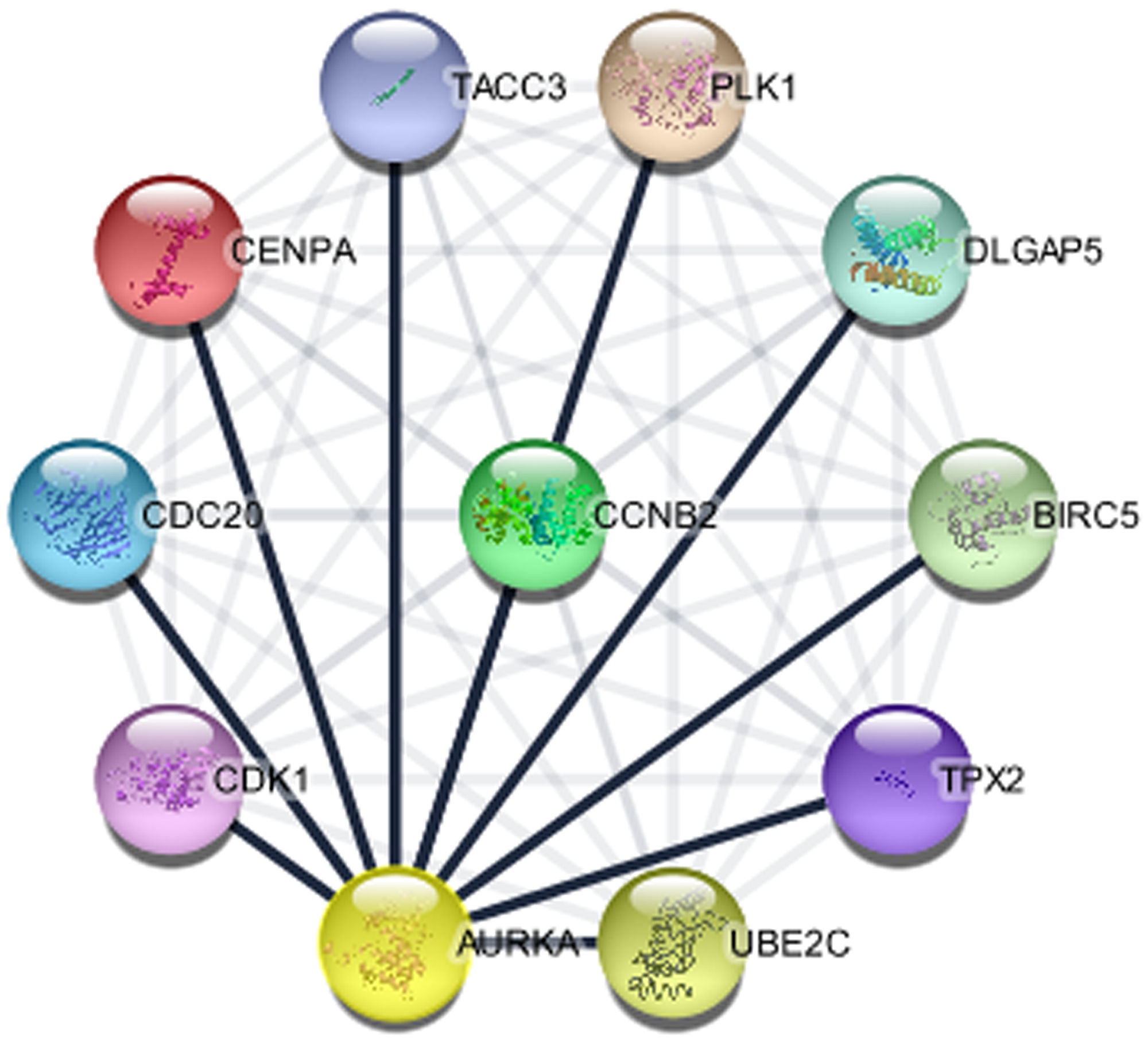 The protein interaction network of genes associated with AURKA (STRING in Cytoscape)