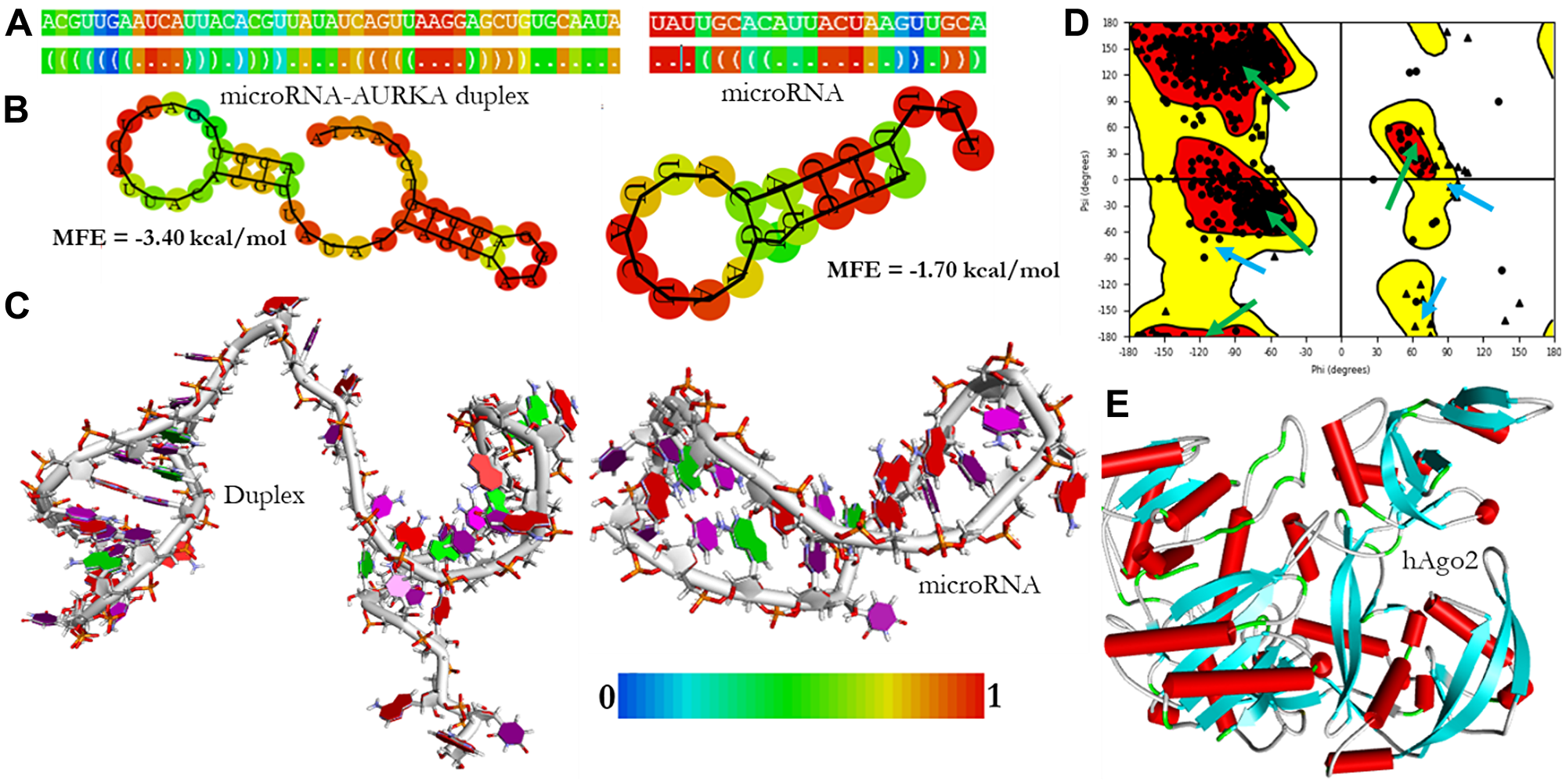 The structural models of microRNA and microRNA-AURKA duplex