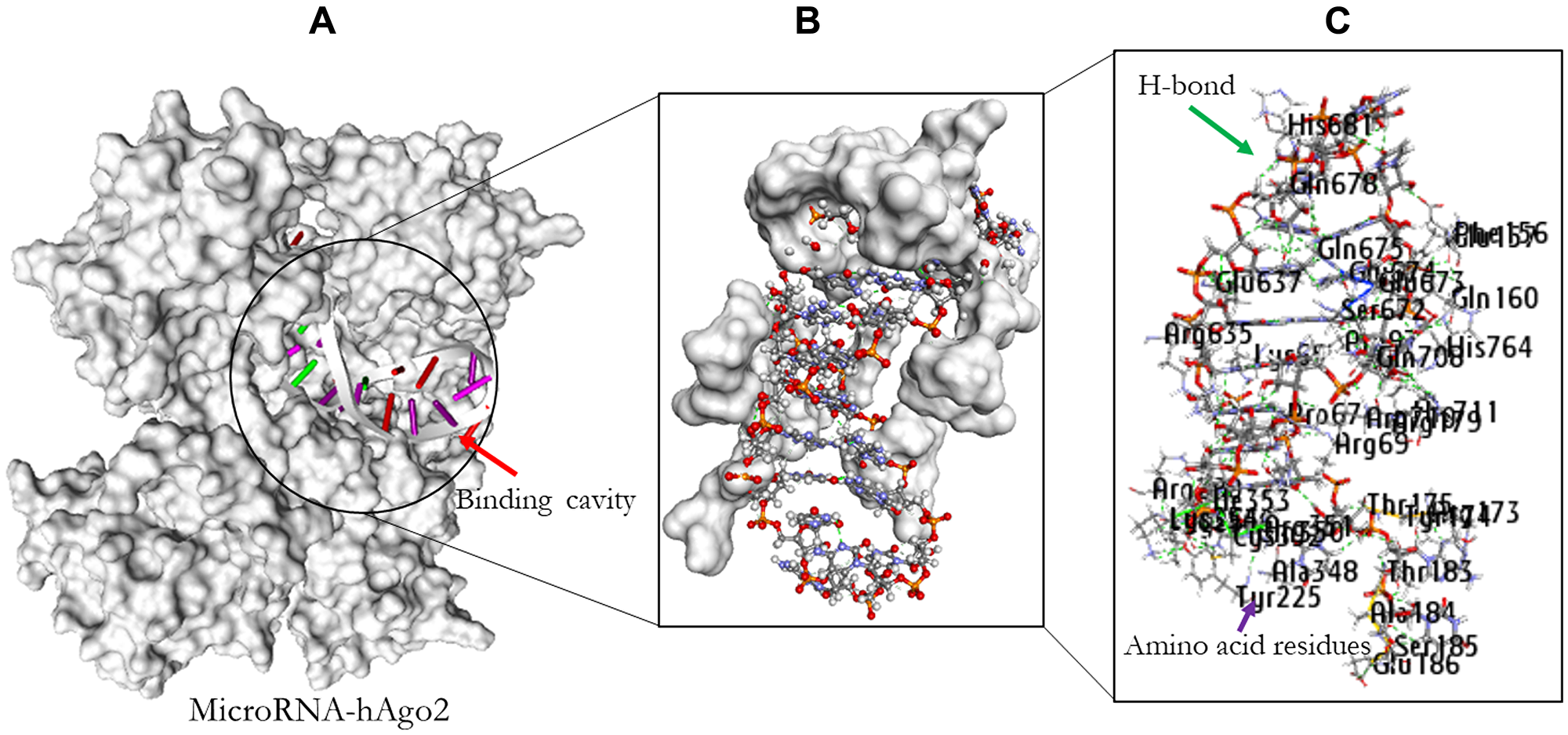 Molecular docking result of miR-32 and hAgo2