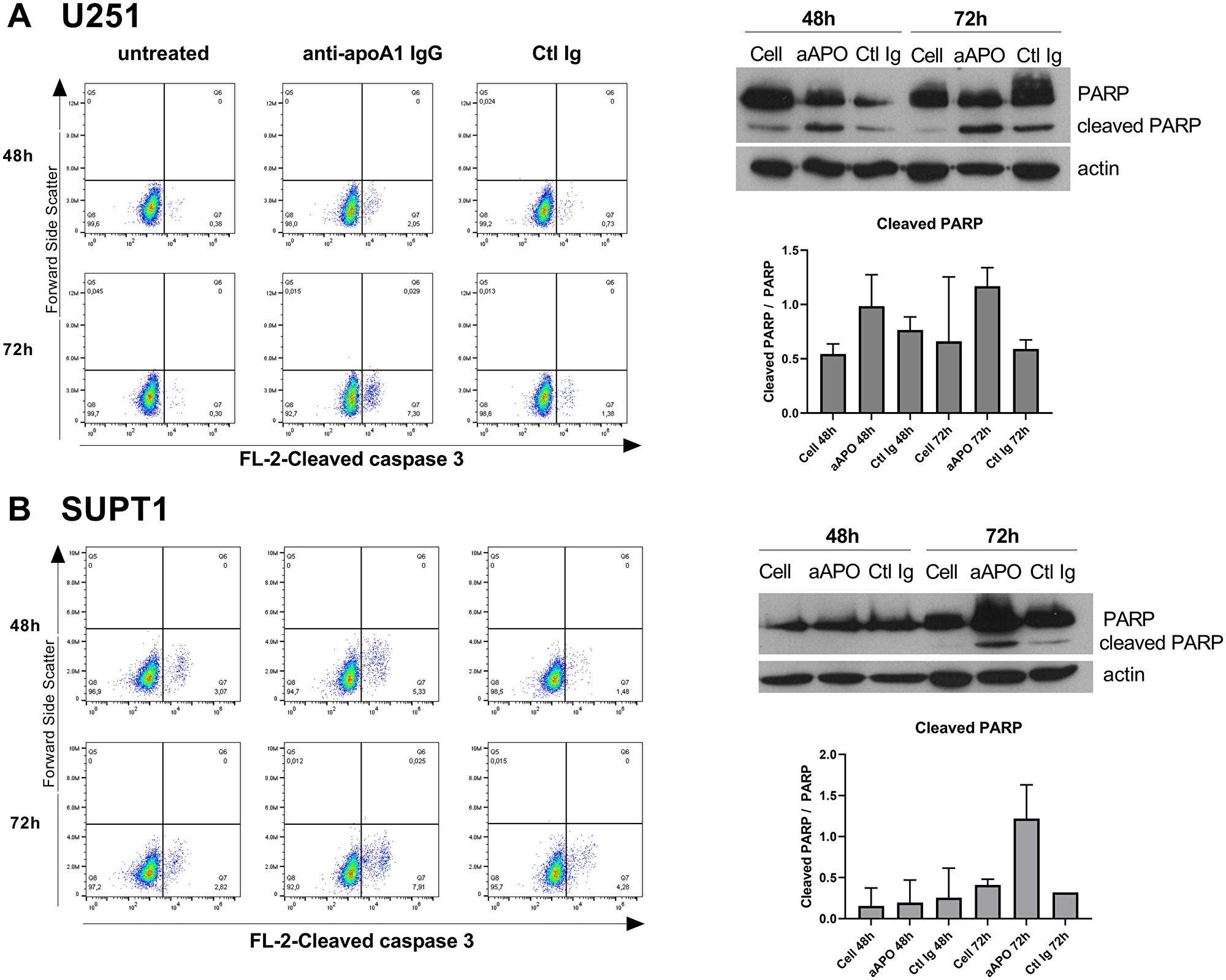 Anti-apoA-1 IgGs induced Caspase 3 and PARP cleavage in U251 (A) and SUPT1 (B). Dot plot analysis of cleaved caspase 3 according to cell treatment for 48 h or 72 h. The percentage of cleaved caspase 3 enriched cells is indicated in the Low-right panel. Western blot analysis of PARP cleavage after 48 and 72 h of U251 (A) and SUPT1 (B) cells treated with anti-apoA-1 IgGs or CTL IgGs at 150 μg/ml. Graphs present the mean+/–SD ratio of cleaved PARP over PARP, normalized to β-actin from 2 experiments.