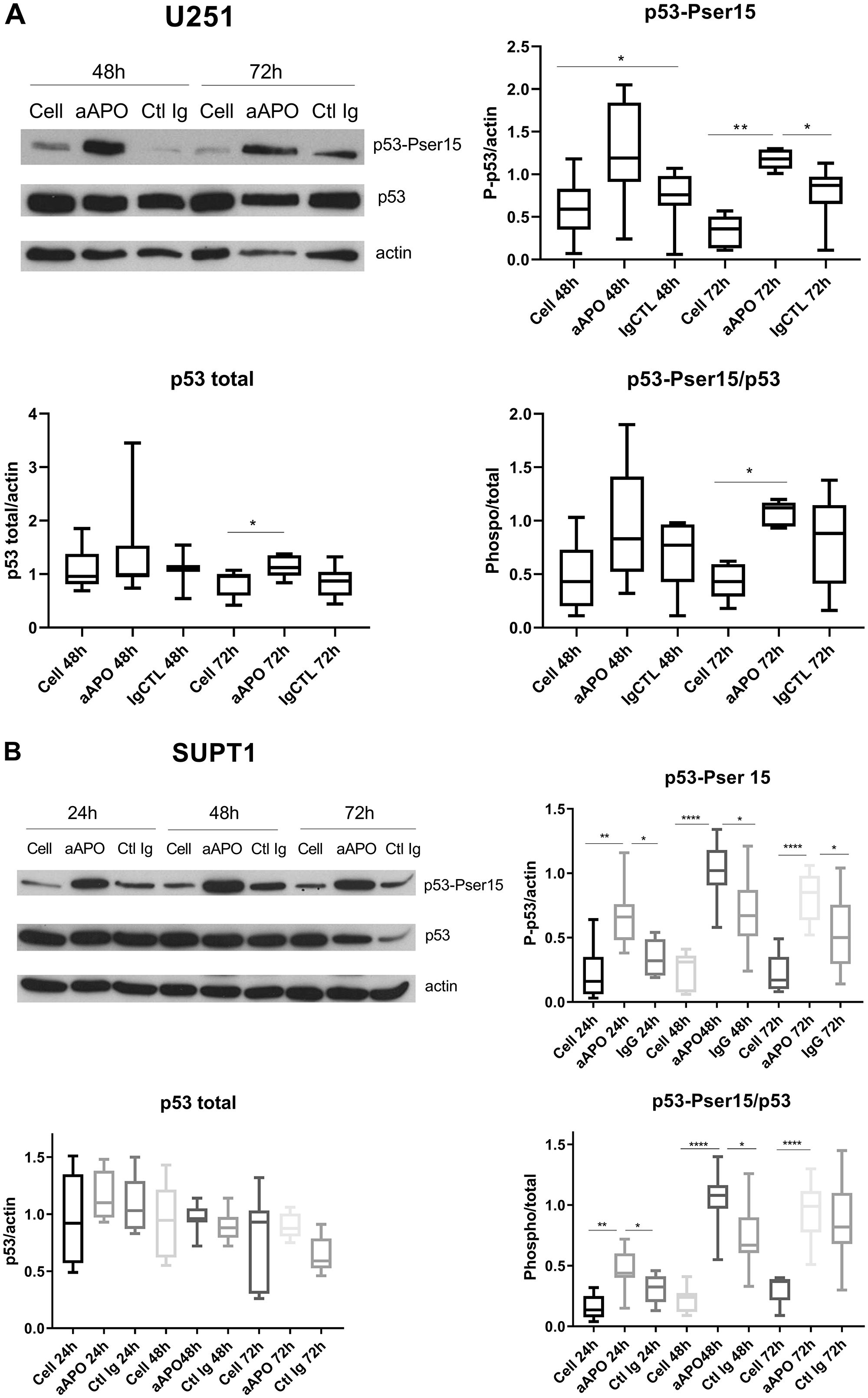 Anti-apoA-1 IgGs induced p53 phosphorylation on Serine 15