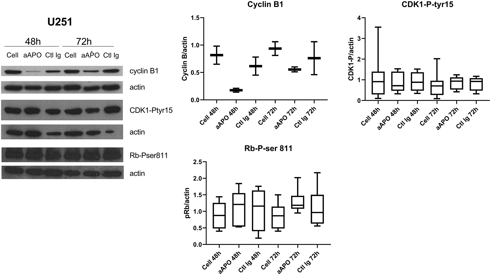 Anti-apo-A1 IgGs induced a down-expression of cyclin B1 in U251