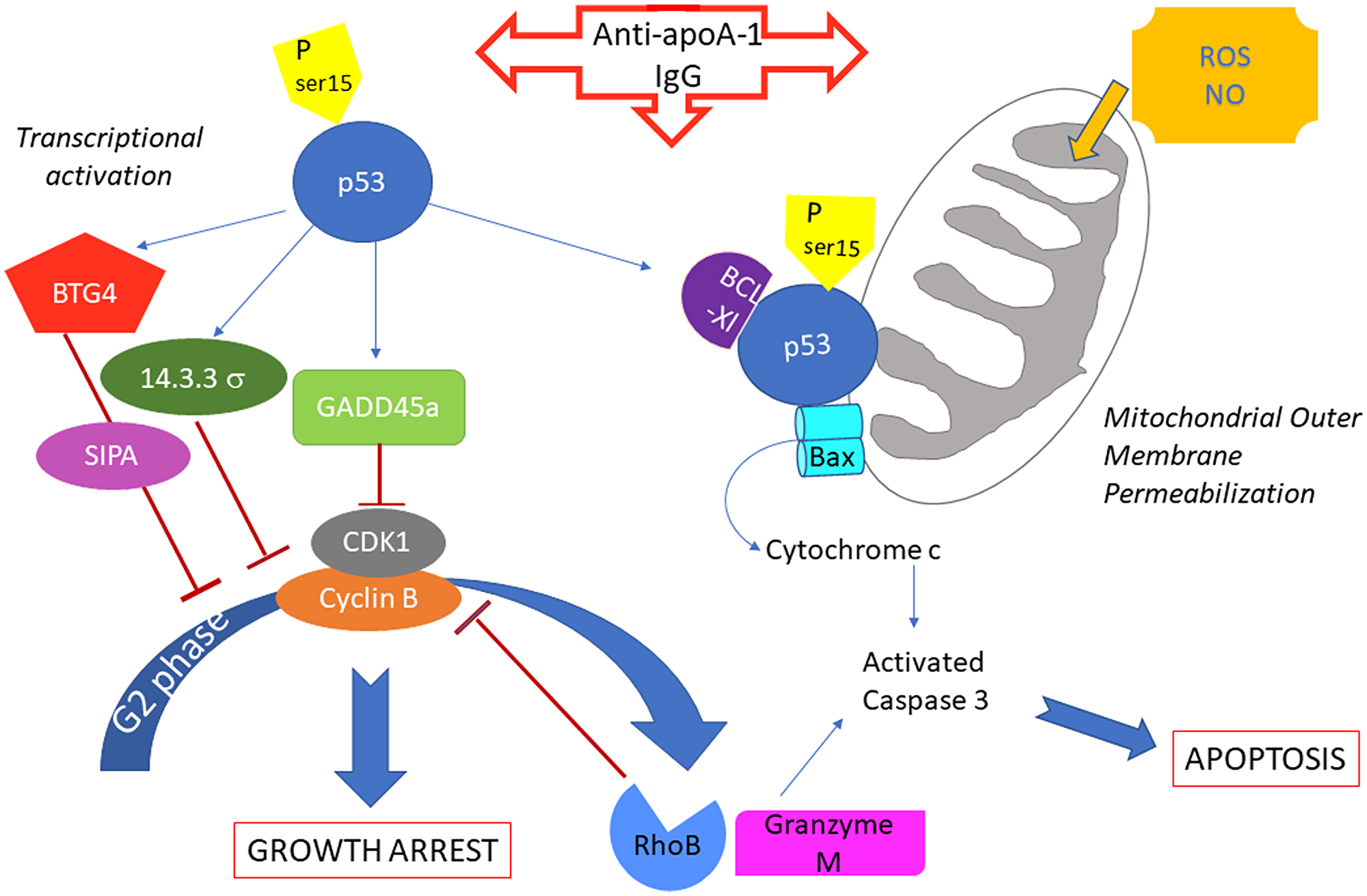 Summary of potential anti-apoA-1 antibody induced signalings involved in cancer cell growth arrest and apoptosis