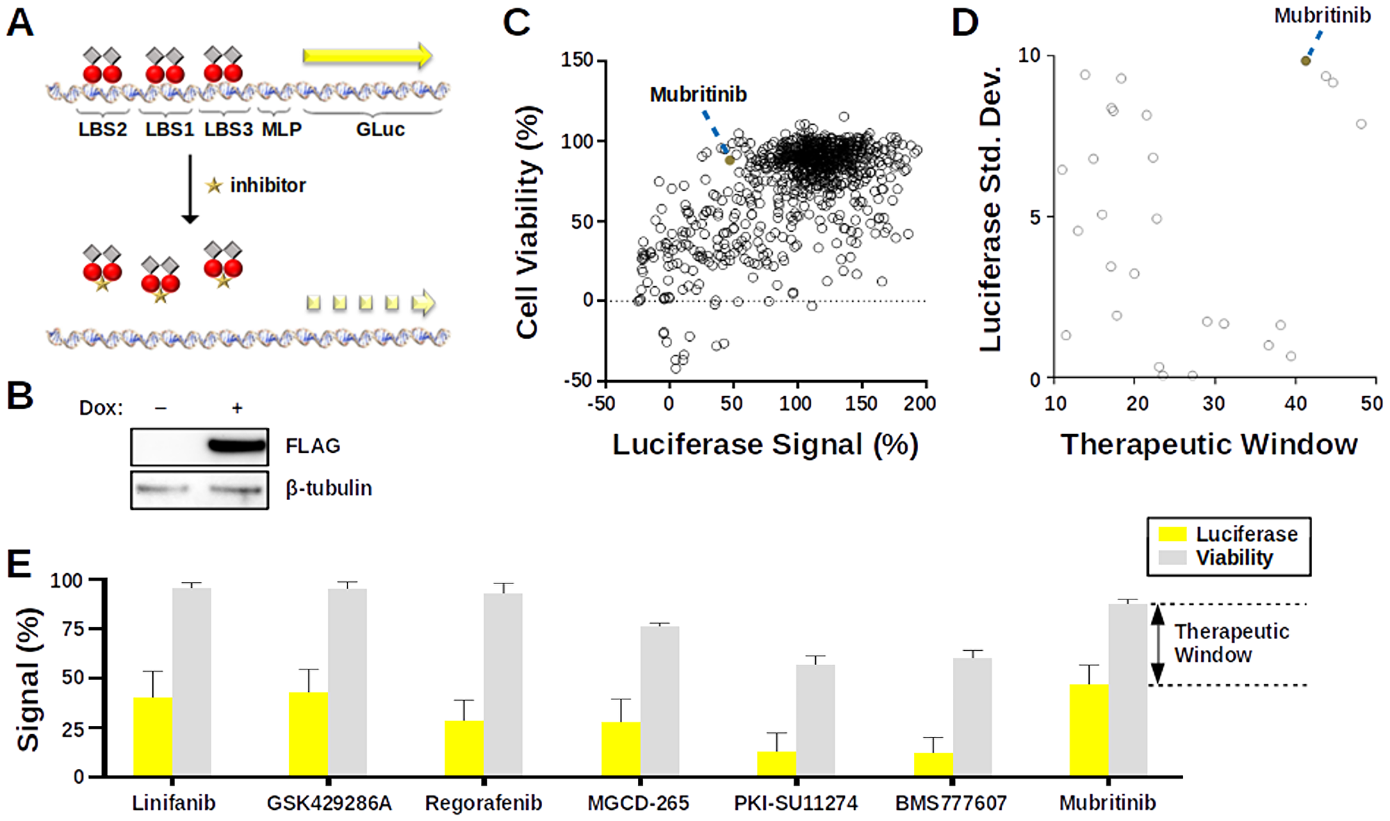 Cell-based screen for inhibitors of LANA DNA-binding