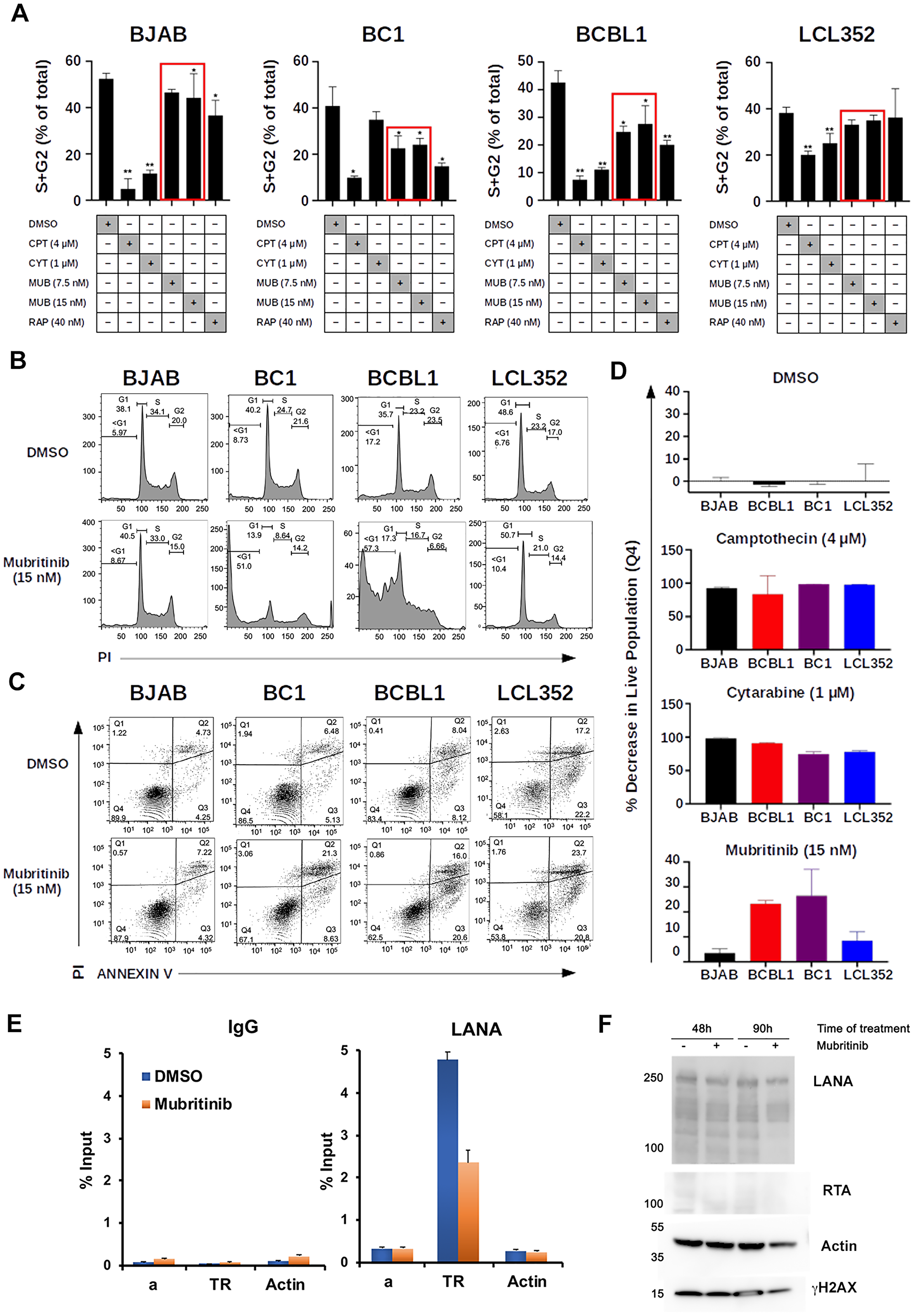 Mubritinib inhibits PEL cell cycle progression and LANA DNA binding