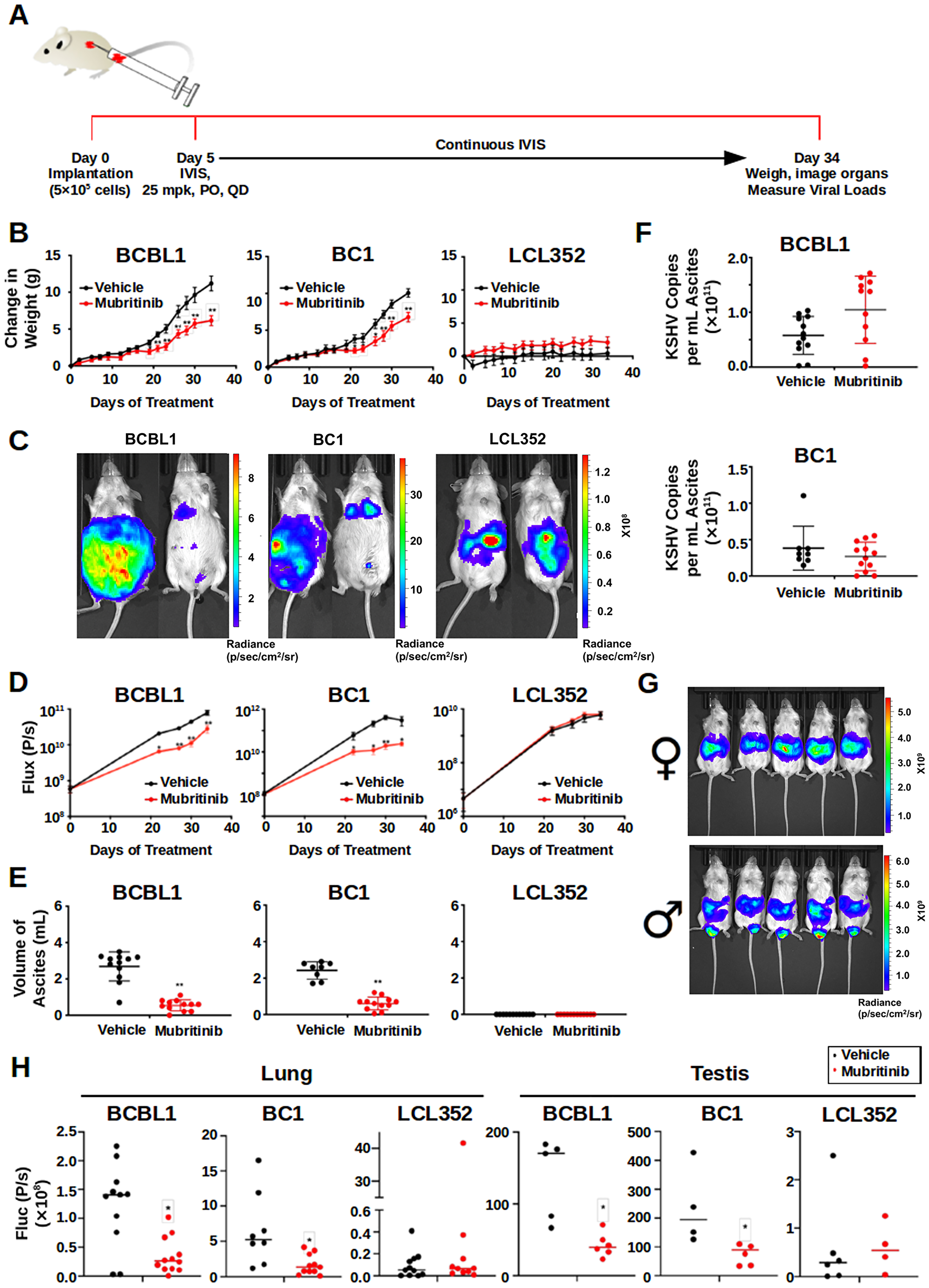Mubritinib Inhibits PEL tumor growth in mouse xenografts