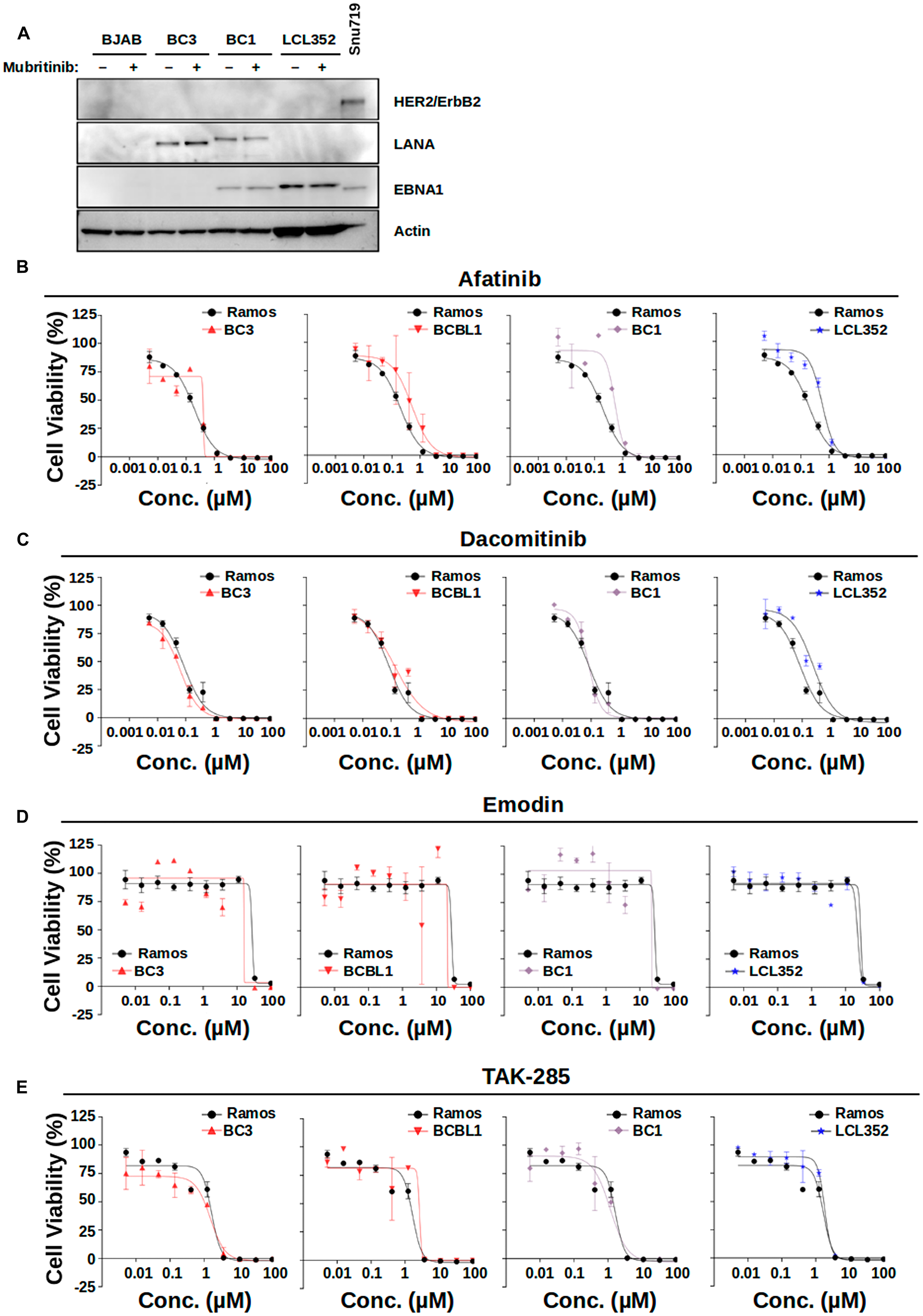 HER2 inhibitors are not selective for PEL cell growth inhibition