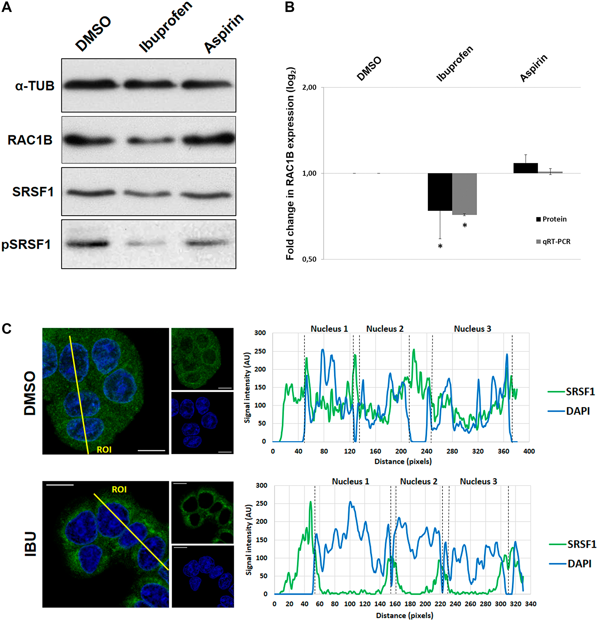 Effect of Ibuprofen treatment on RAC1B and SRSF1