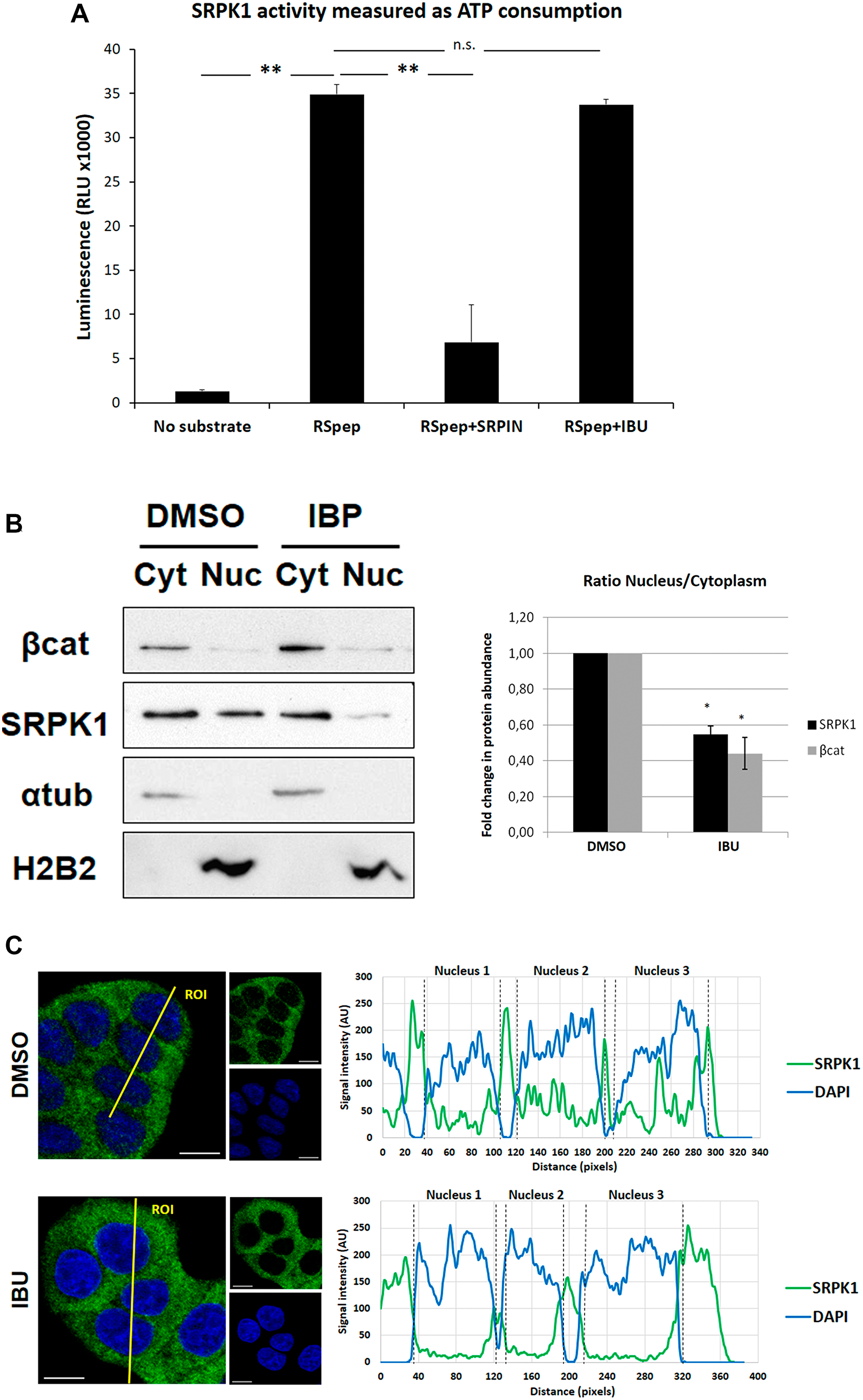 Effect of ibuprofen treatment on SRPK1 catalytic activity and subcellular localization