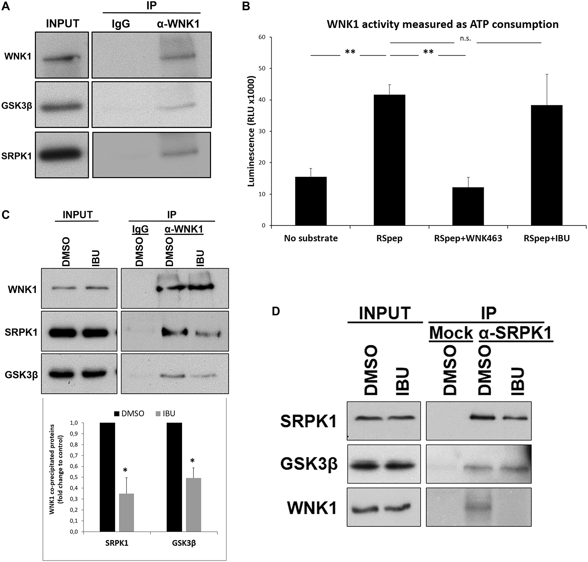Ibuprofen impairs the interaction of WNK1 with GSK3β and SRPK1