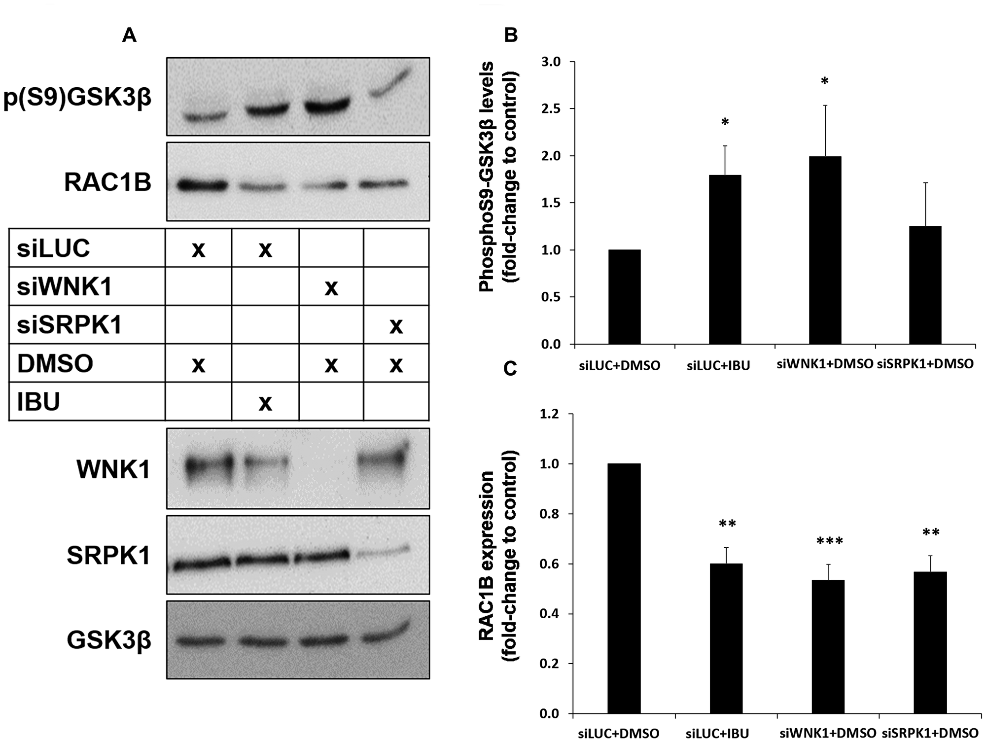 Both ibuprofen treatment or WNK1 depletion decrease RAC1B through GSK3β inhibition by S9 phosphorylation
