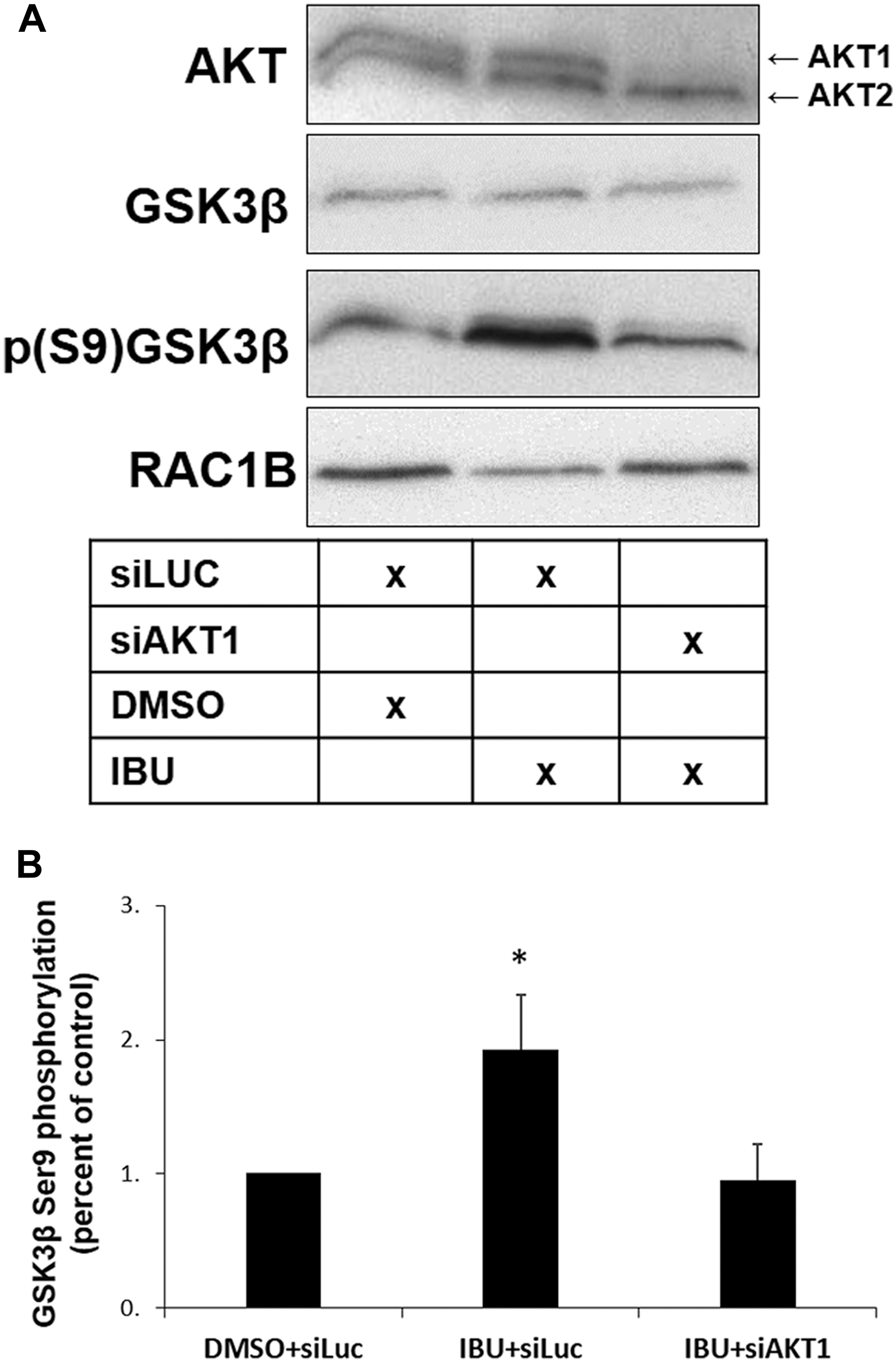 AKT1 is required for GSK3β S9 phosphorylation in ibuprofen-treated cells