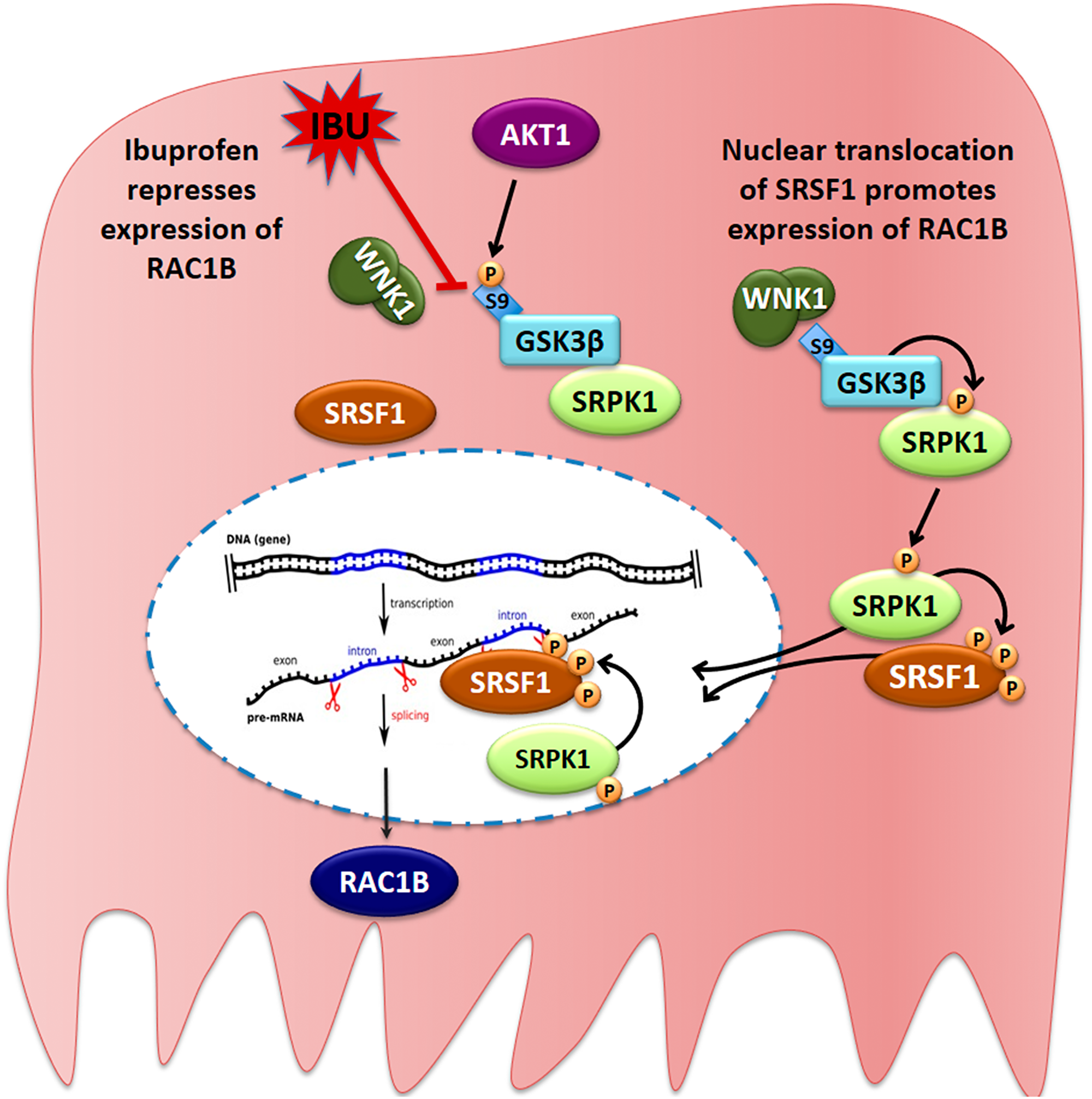 Proposed model for the ibuprofen-inhibited expression of alternative spliced RAC1B