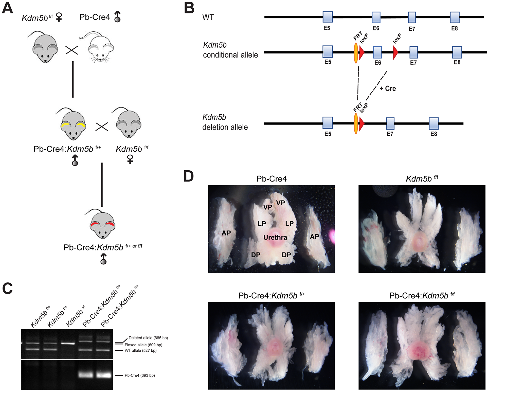 Generation of conditional Kdm5b knockout mice