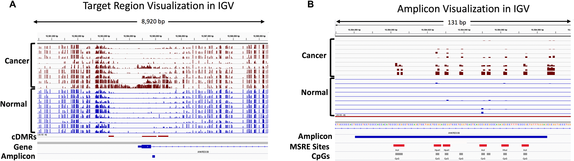 IGV visualization of the WGBS discovery cohort showing hypermethylated cDMRs and the location of an amplicon in the ANKRD33B gene
