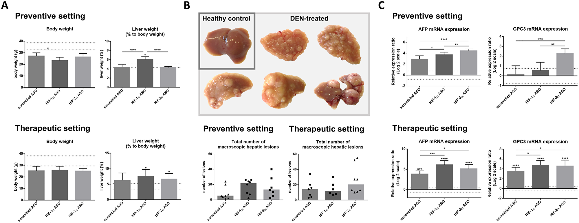 Effect of preventive and therapeutic HIF-1α and HIF-2α ASO treatment on hepatocarcinogenesis in DEN-induced HCC mice