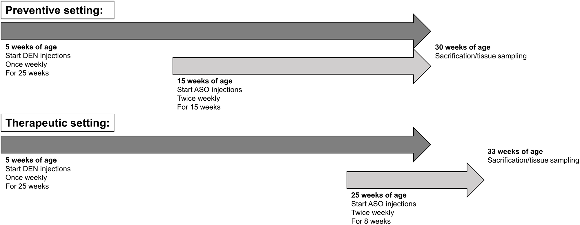 Preventive and therapeutic treatment of ASOs in experimental HCC