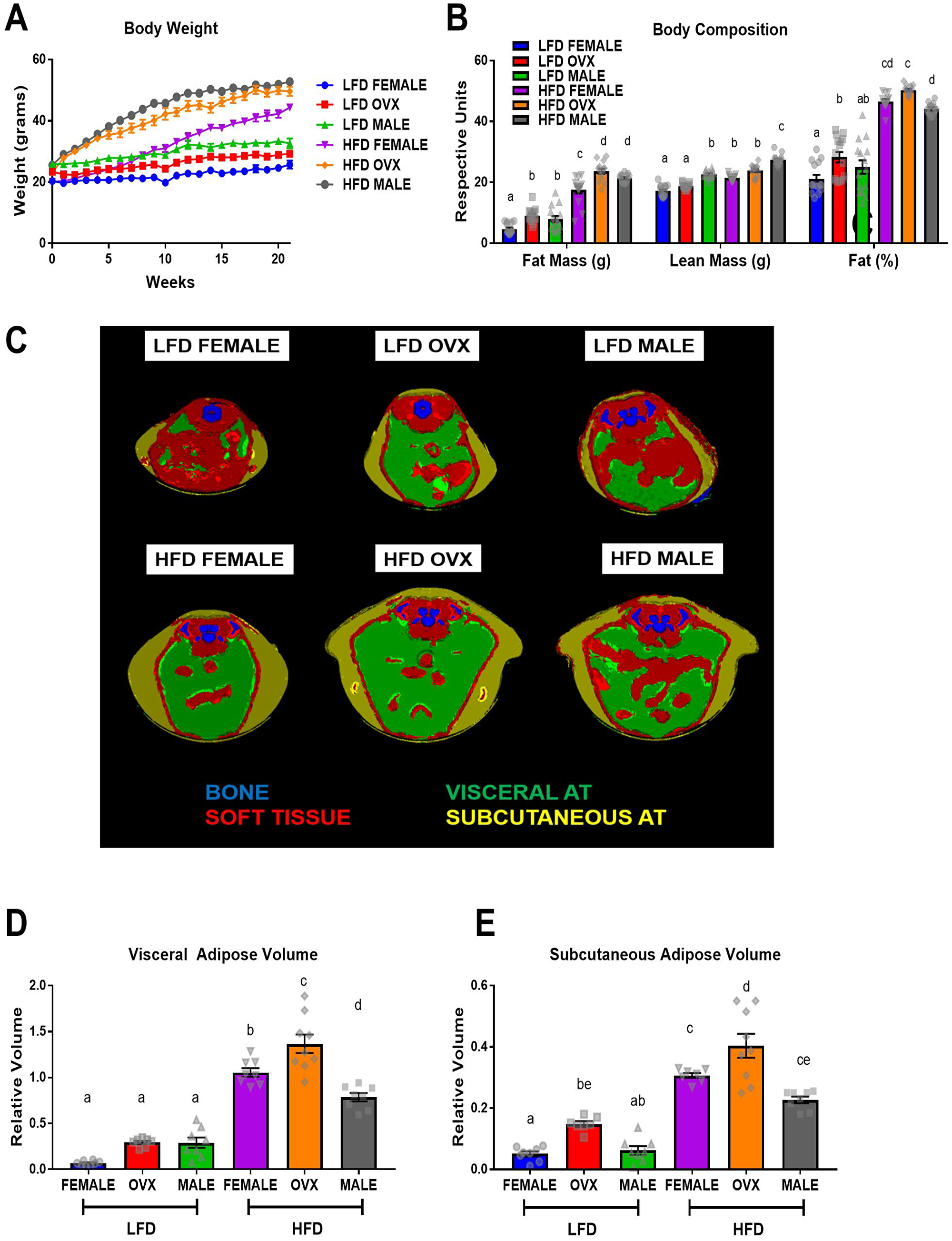Sex disparities in body weight, body composition and adipose tissue distribution after dietary treatment